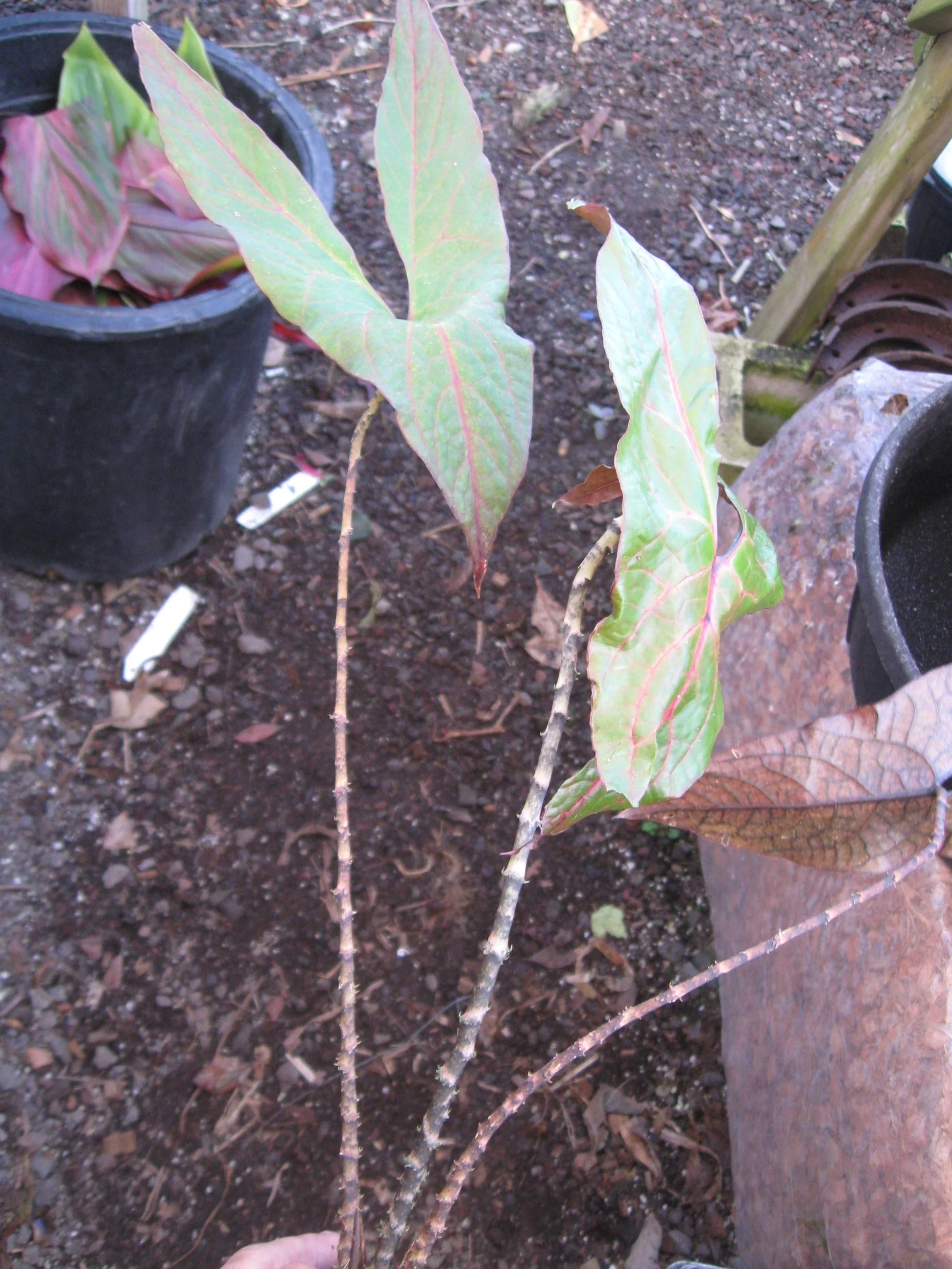 Cyrtosperma johnstonii (2).jpg