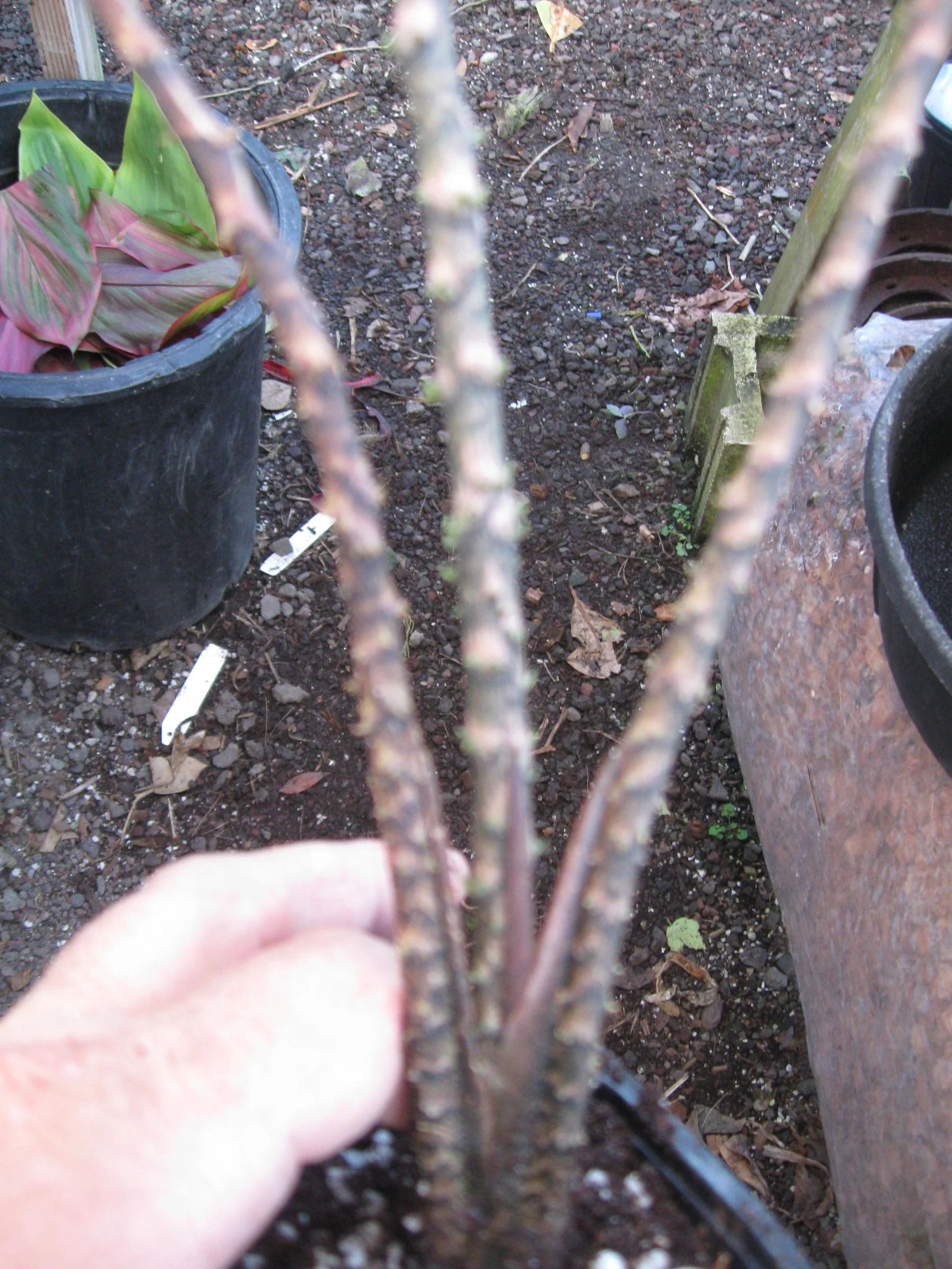 Cyrtosperma johnstonii (1).jpg