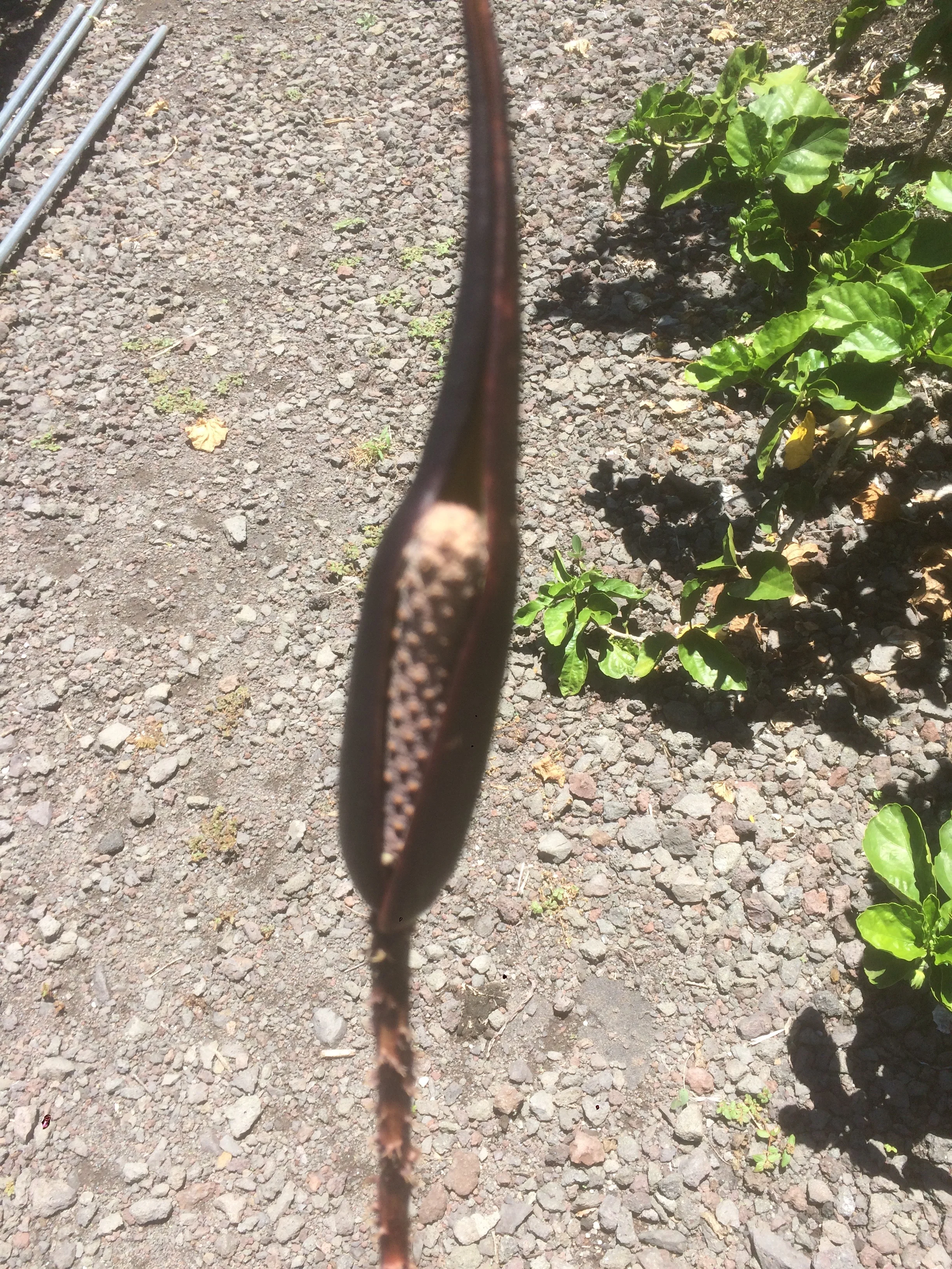Cyrtosperma johnstonii (3).jpg