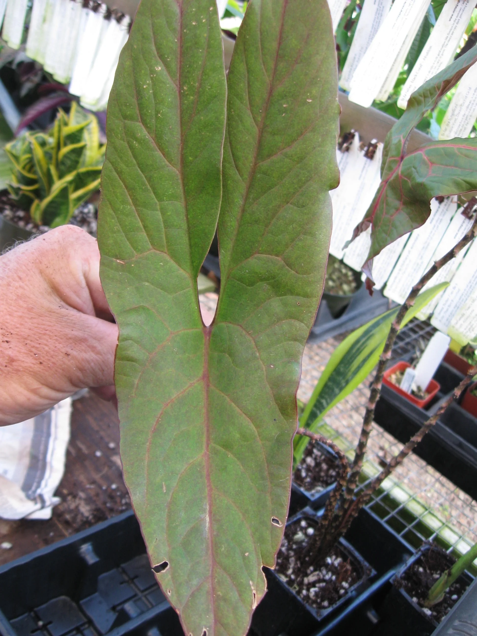 Cyrtosperma johnstonii.jpg