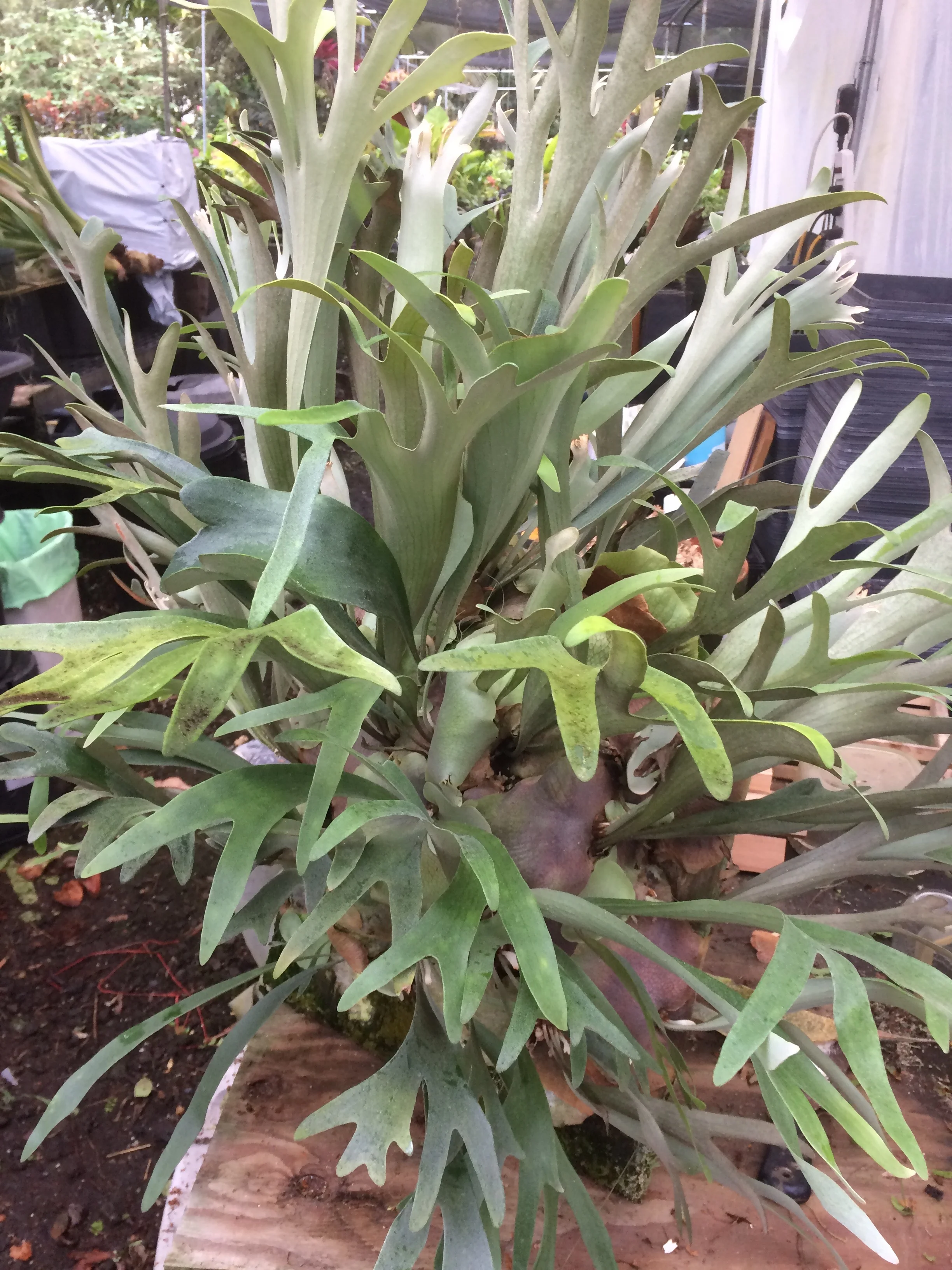 Platycerium 'Bahia' (1).jpg