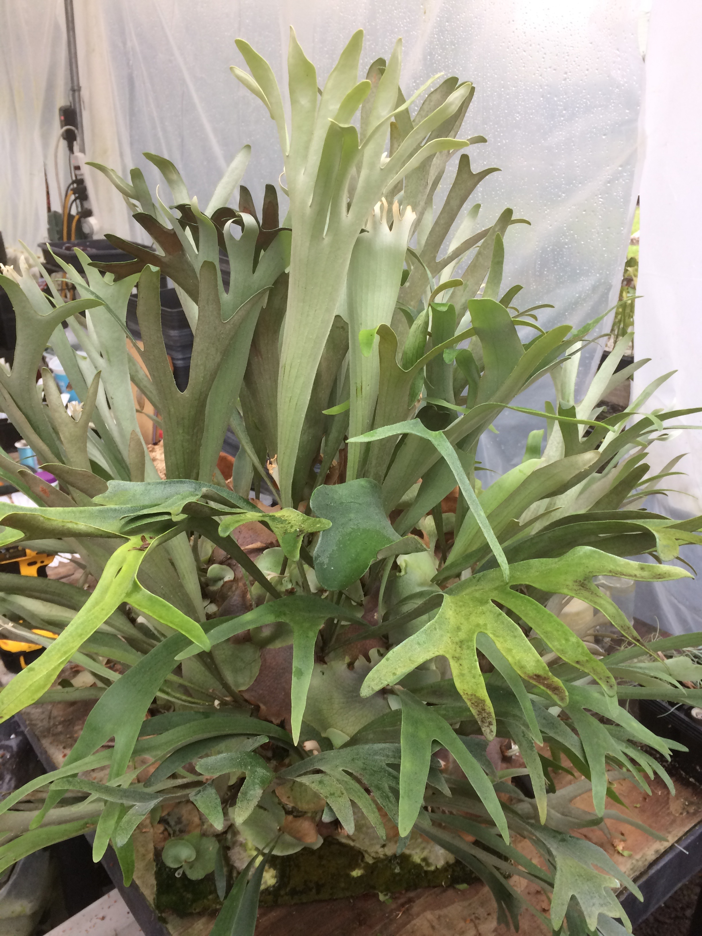 Platycerium 'Bahia'.jpg