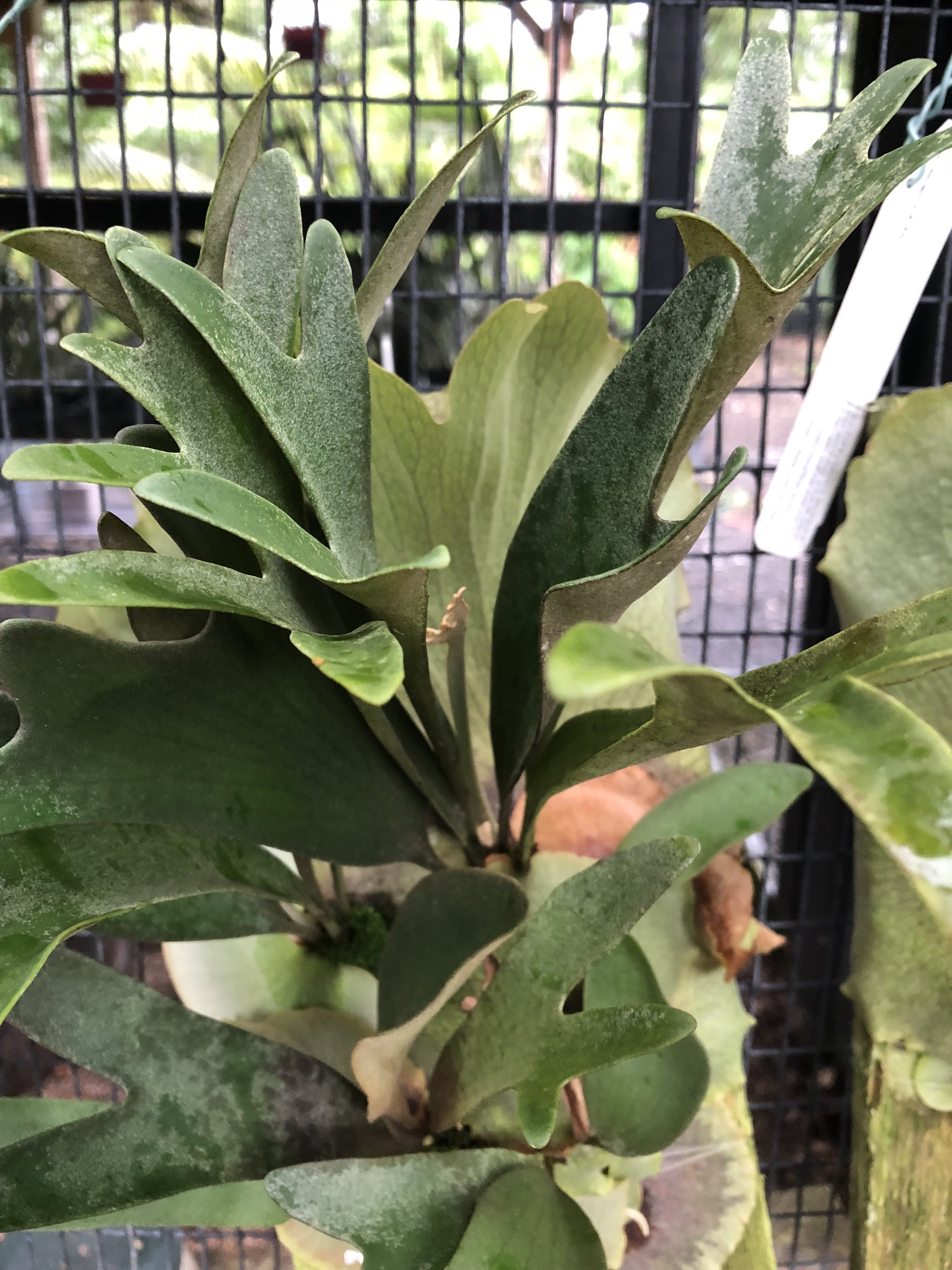 Platycerium 'Bahia' (3).jpg