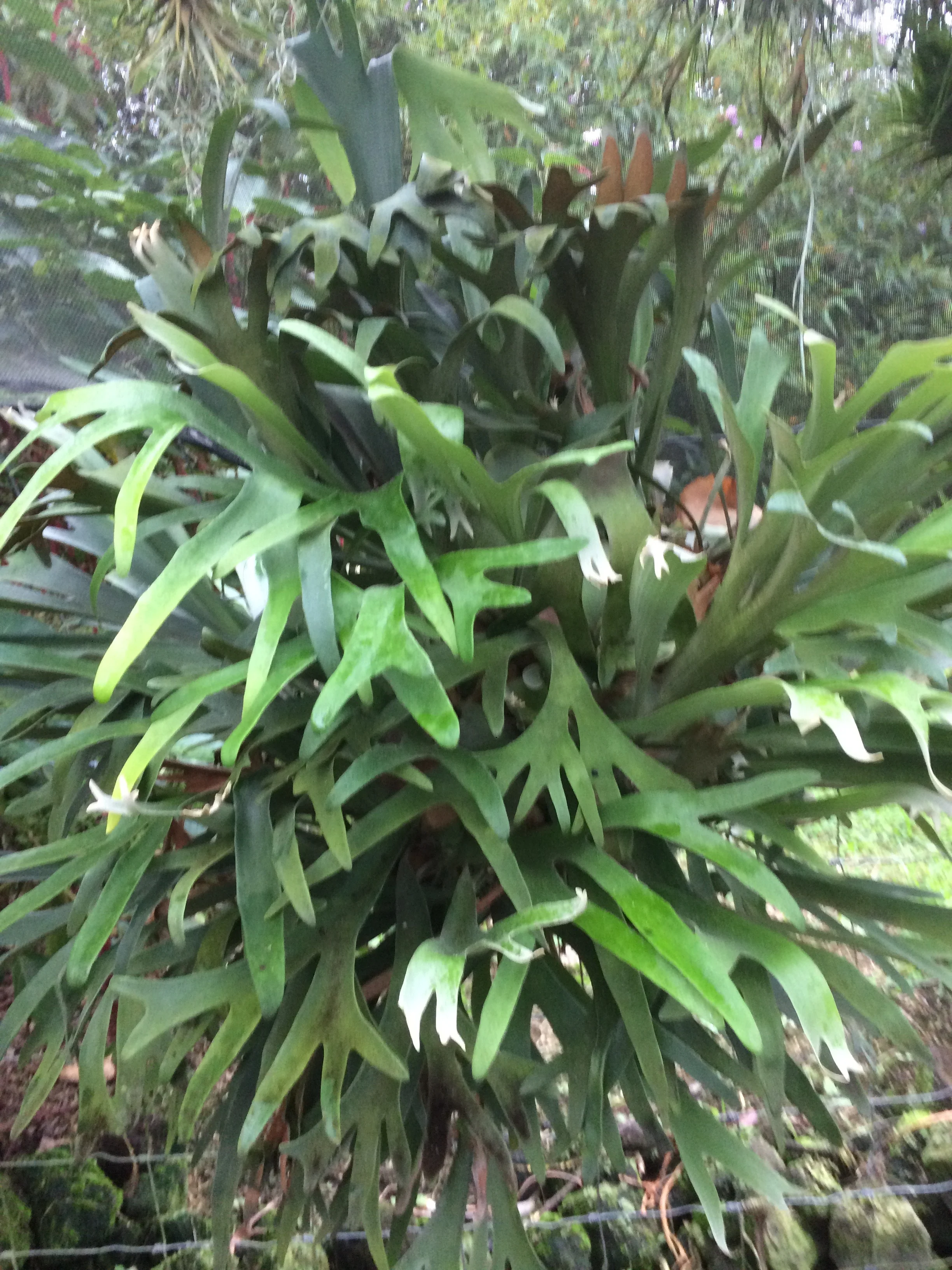 Platycerium 'Hula Hands' (1).jpg