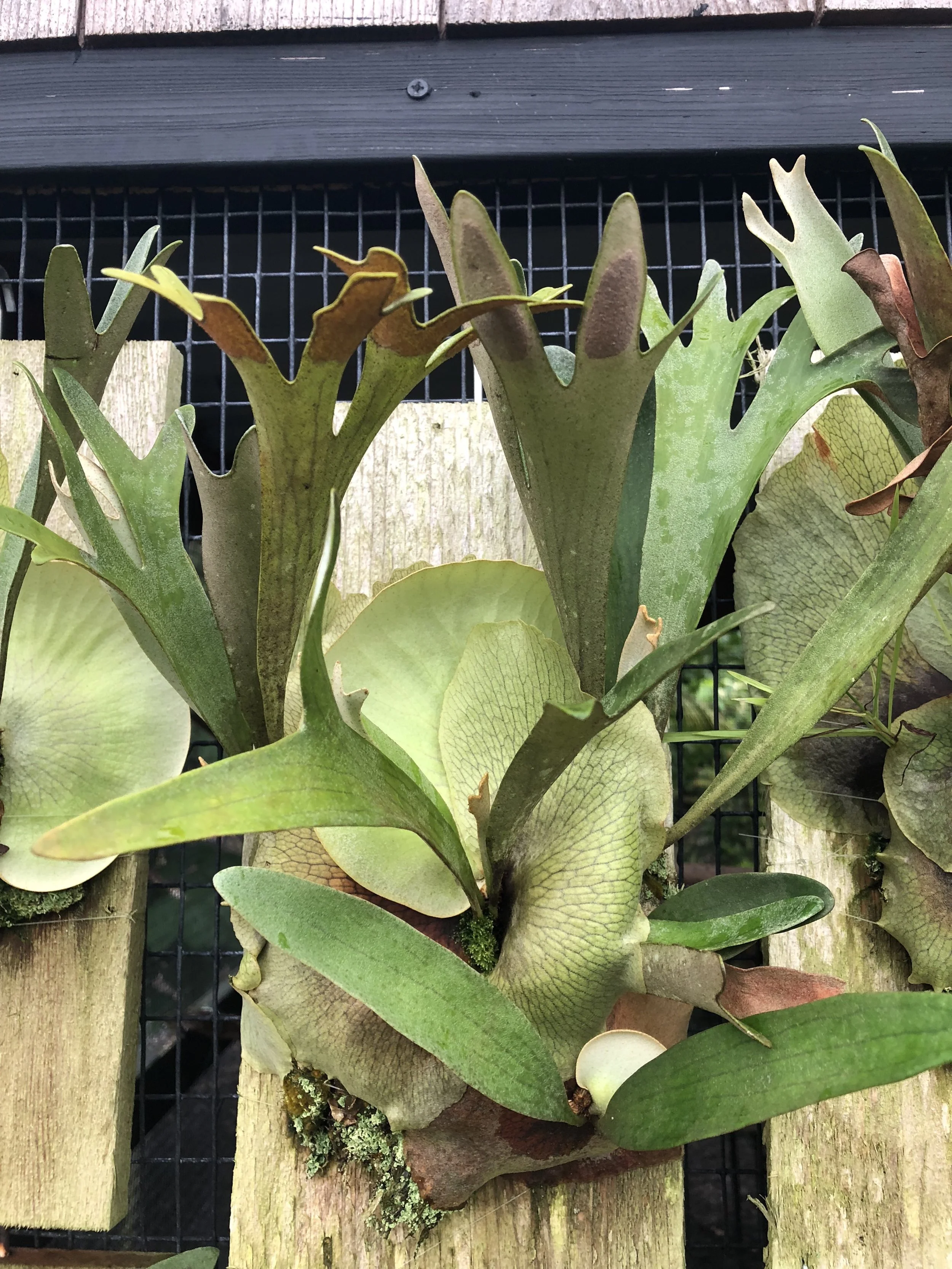 Platycerium 'Hula Hands' (2).jpg