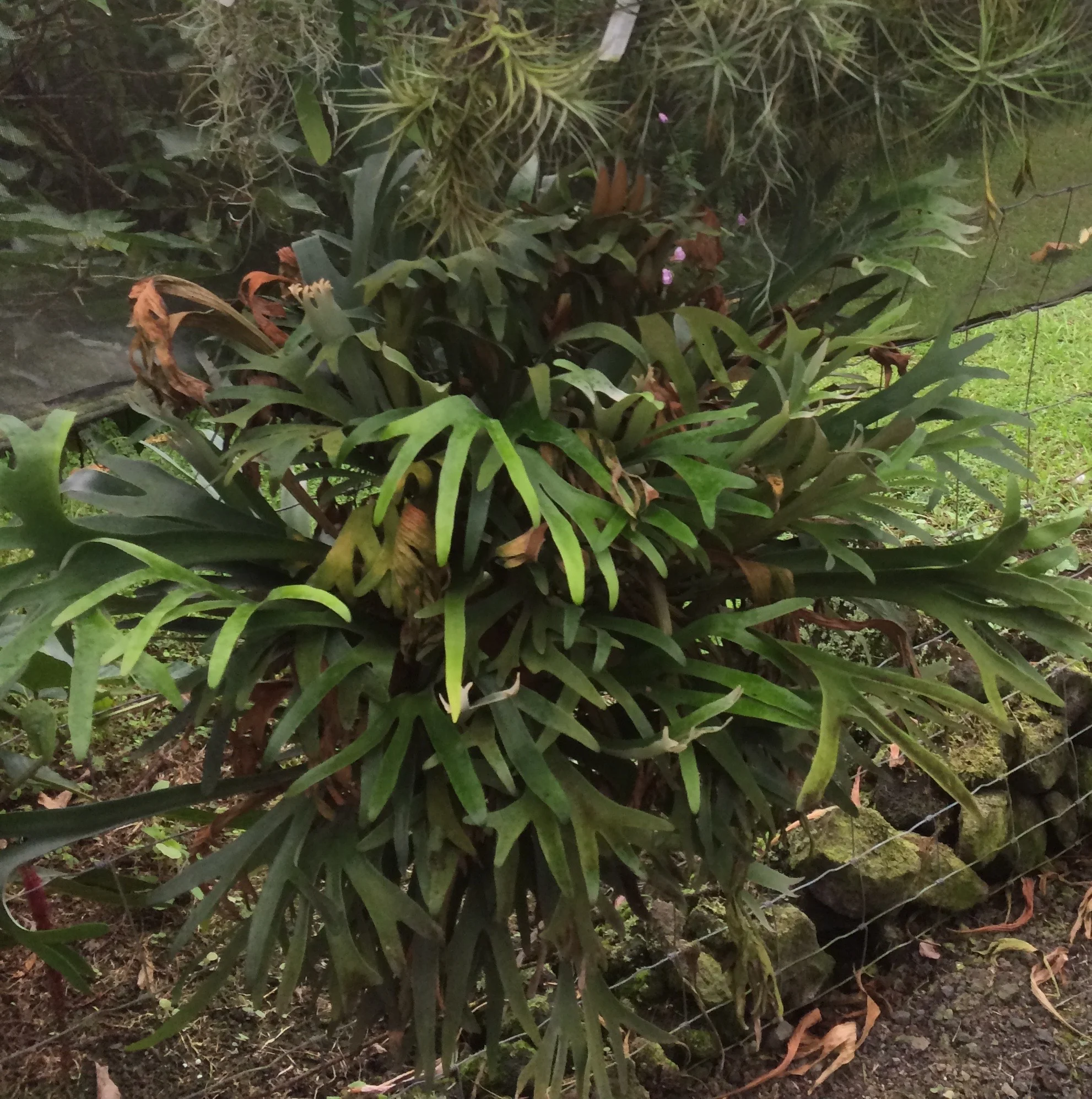 Platycerium 'Hula Hands'.jpg