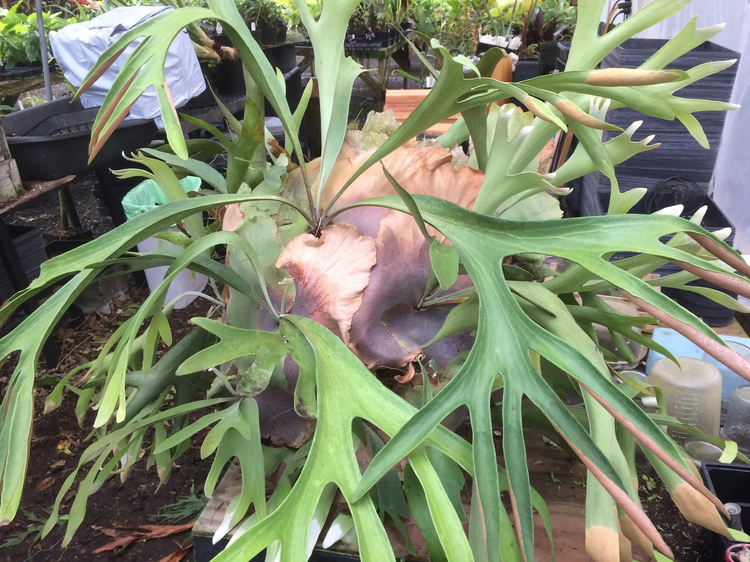 Platycerium 'Panama' (1).jpg