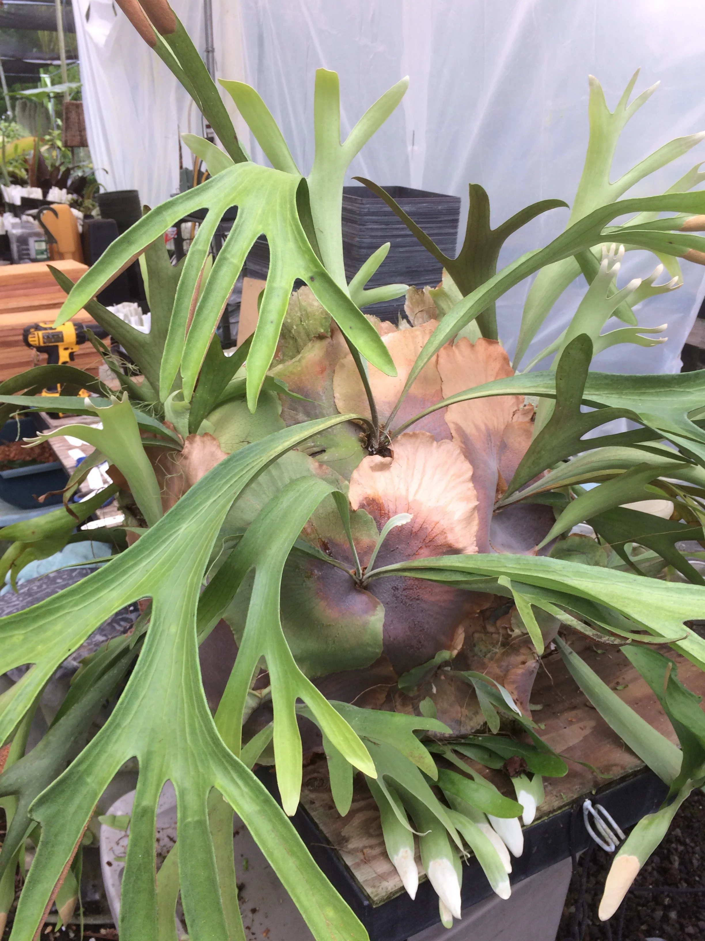Platycerium 'Panama'.jpg