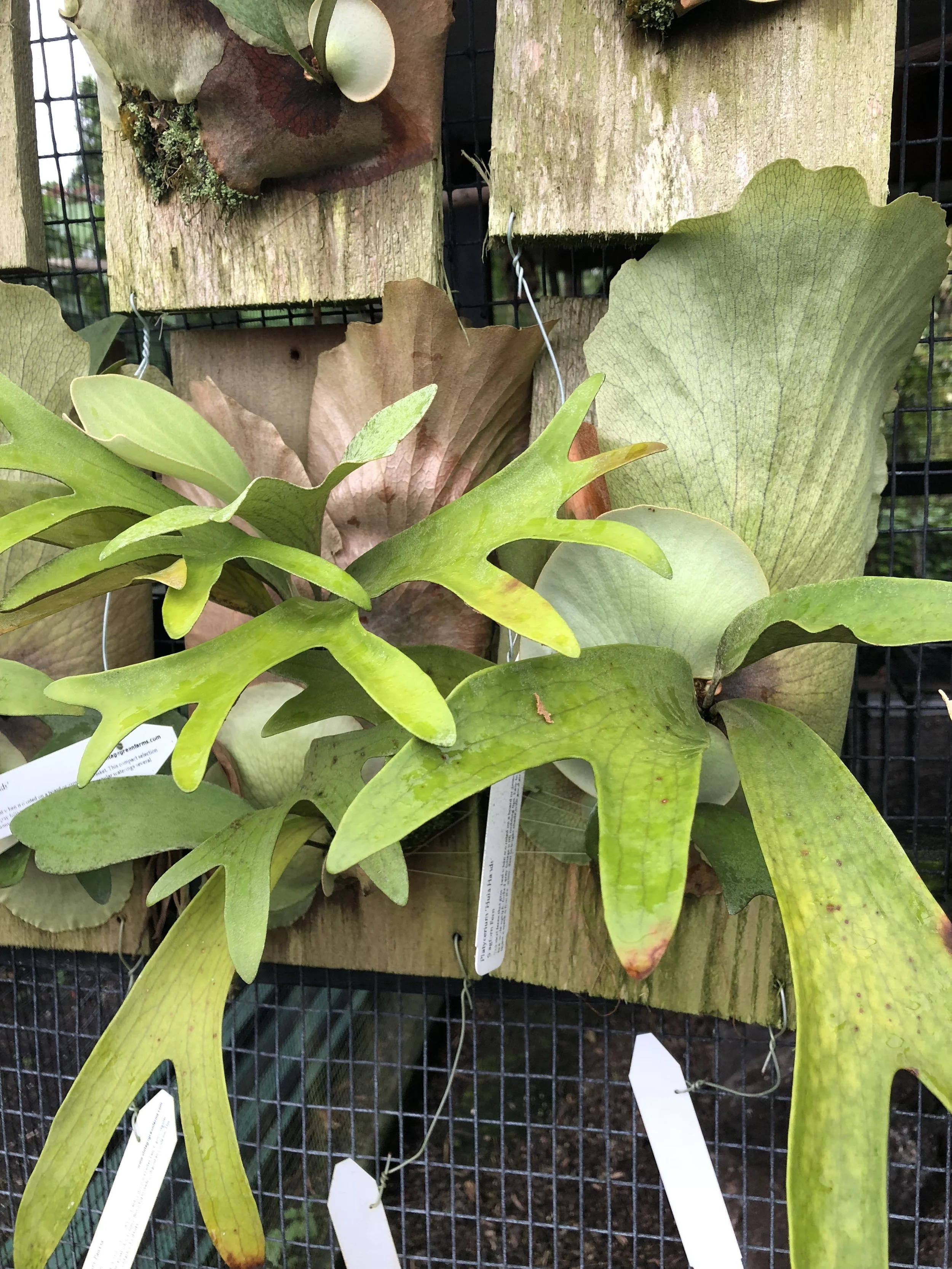 Platycerium 'Panama' (3).jpg