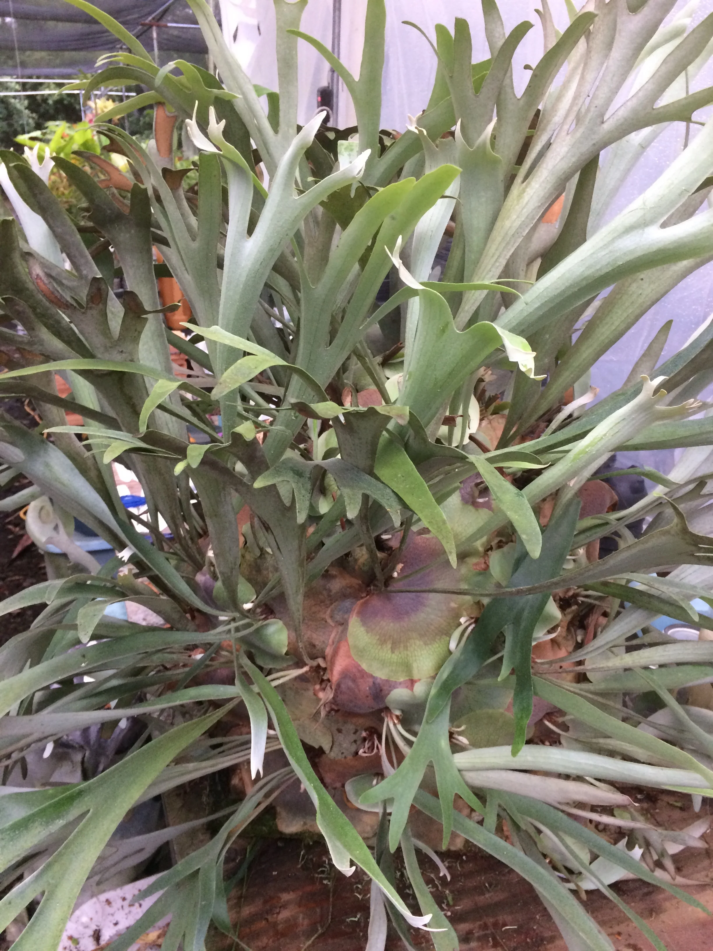 6 Platycerium 'Talnadge'.jpg