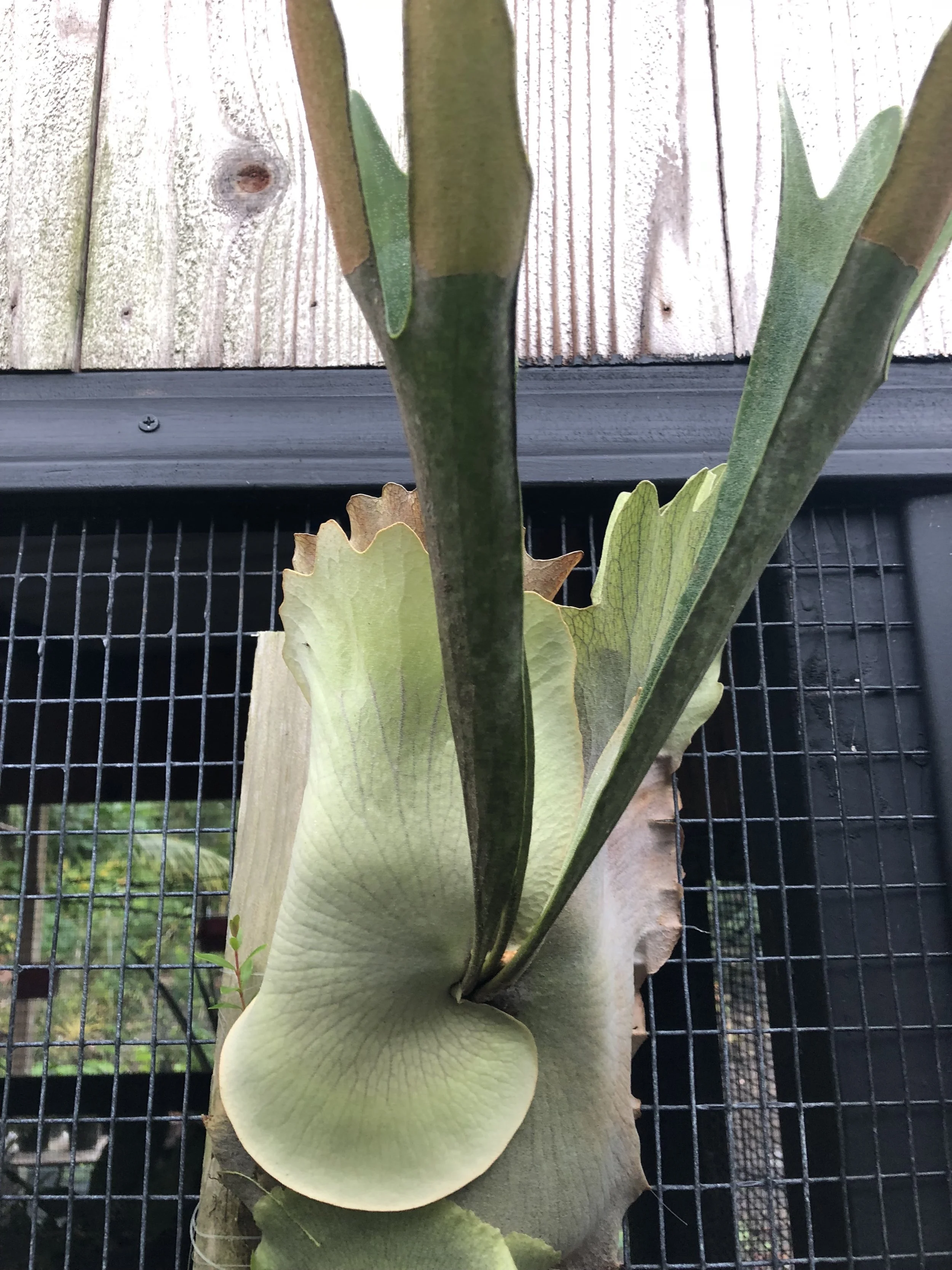 Platycerium 'Talnadge' (1).jpg