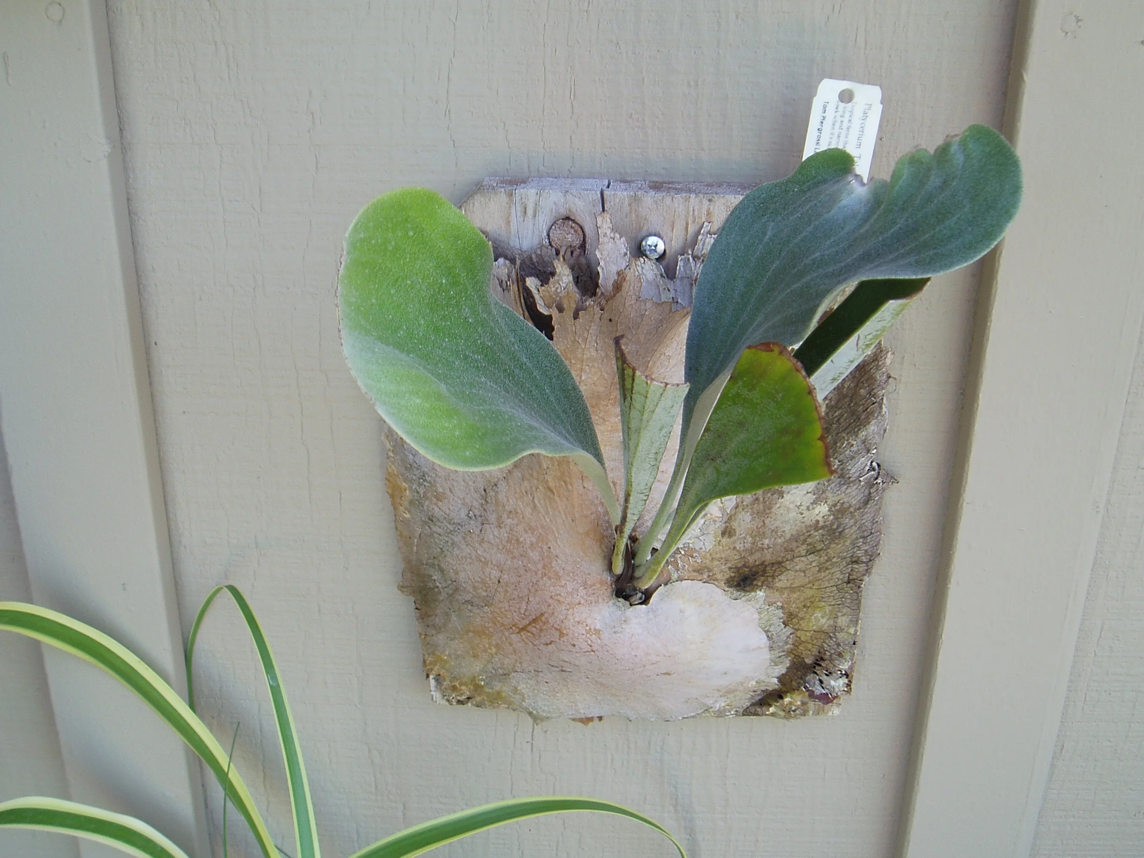 Platycerium 'Talnadge'.jpg