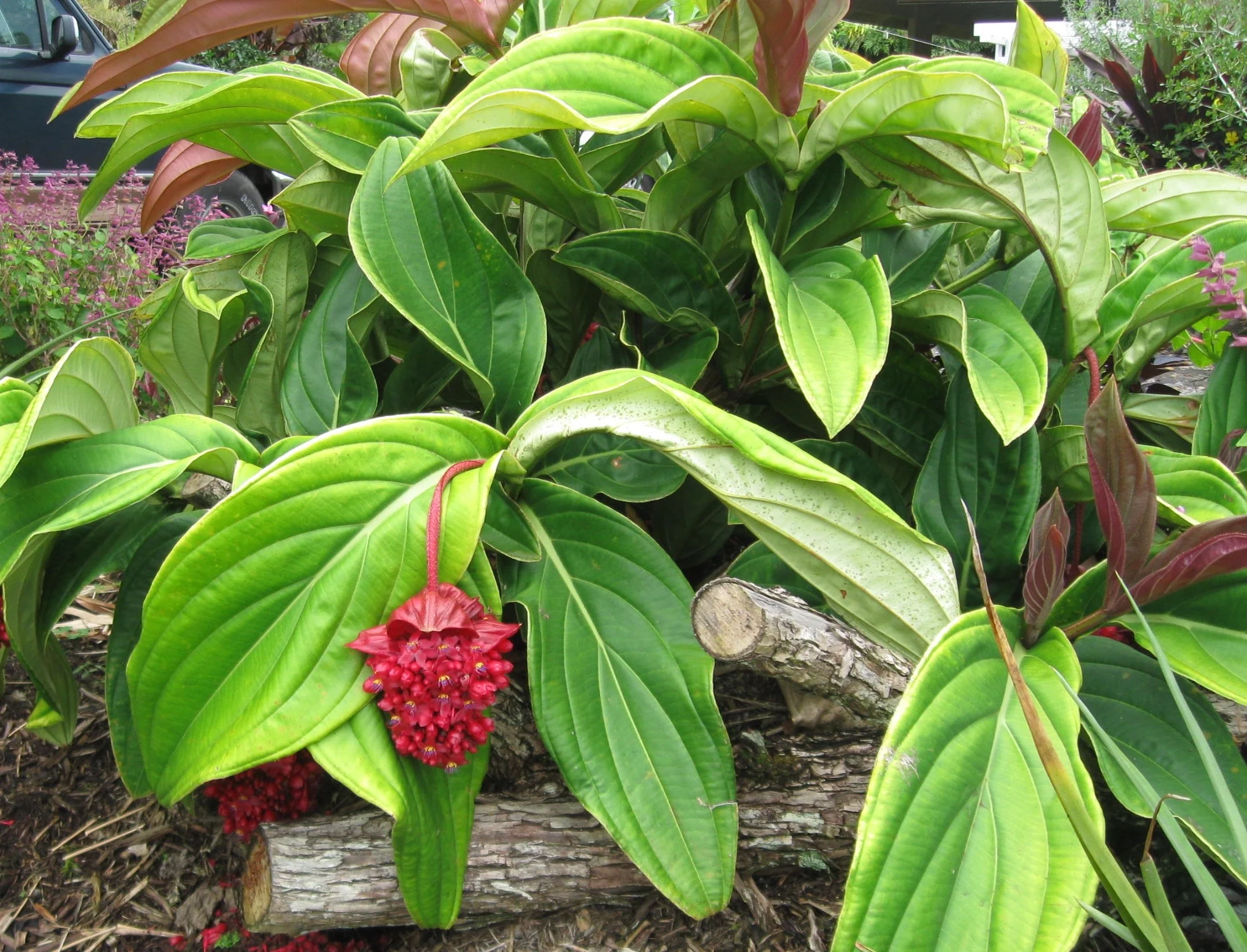 Medinilla miniata (1).jpg