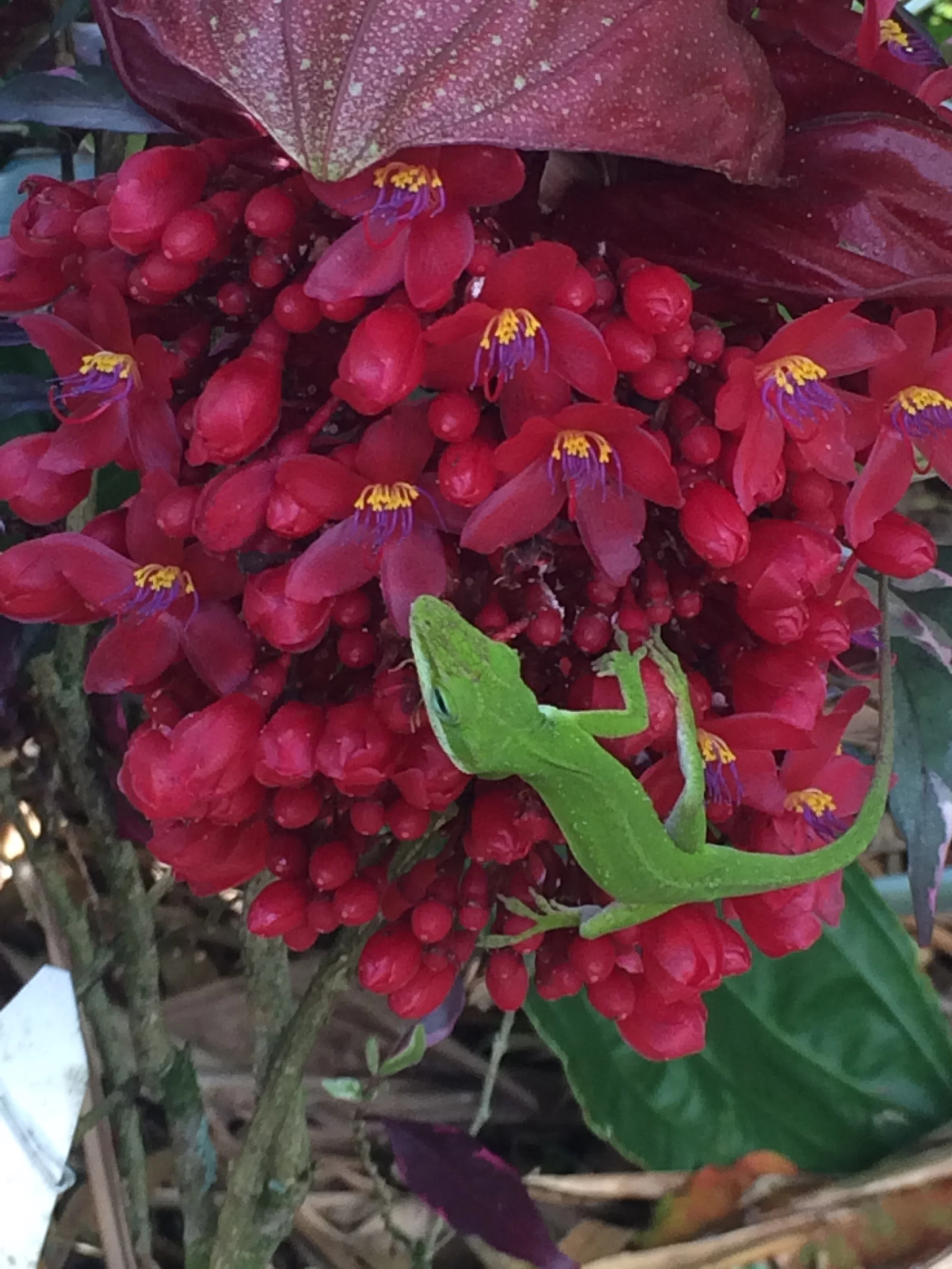Medinilla miniata (2).jpg