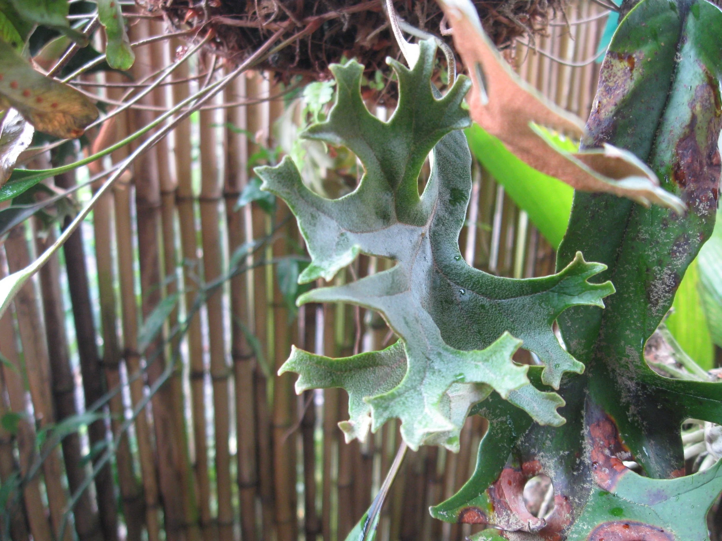 Pyrrosia lingua 'Corymbifera'.jpg