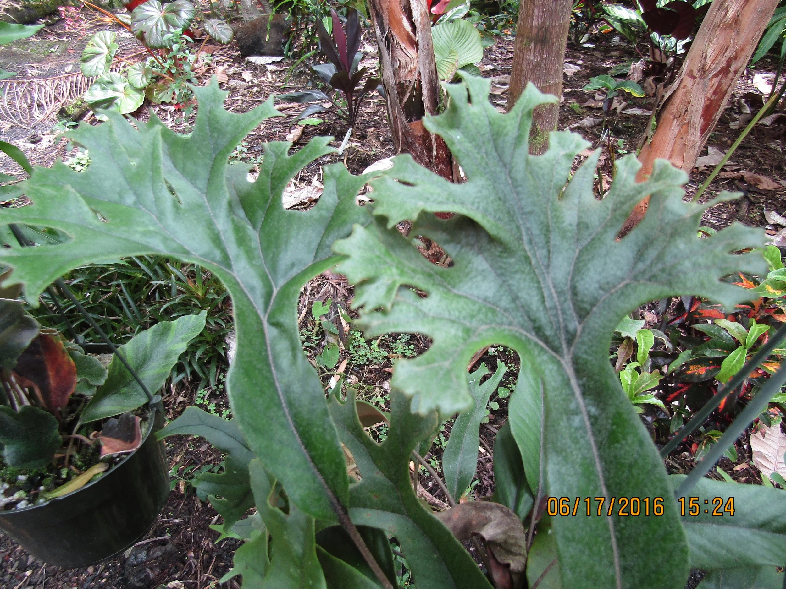 Pyrrosia lingua 'Corymbifera' (1).jpg