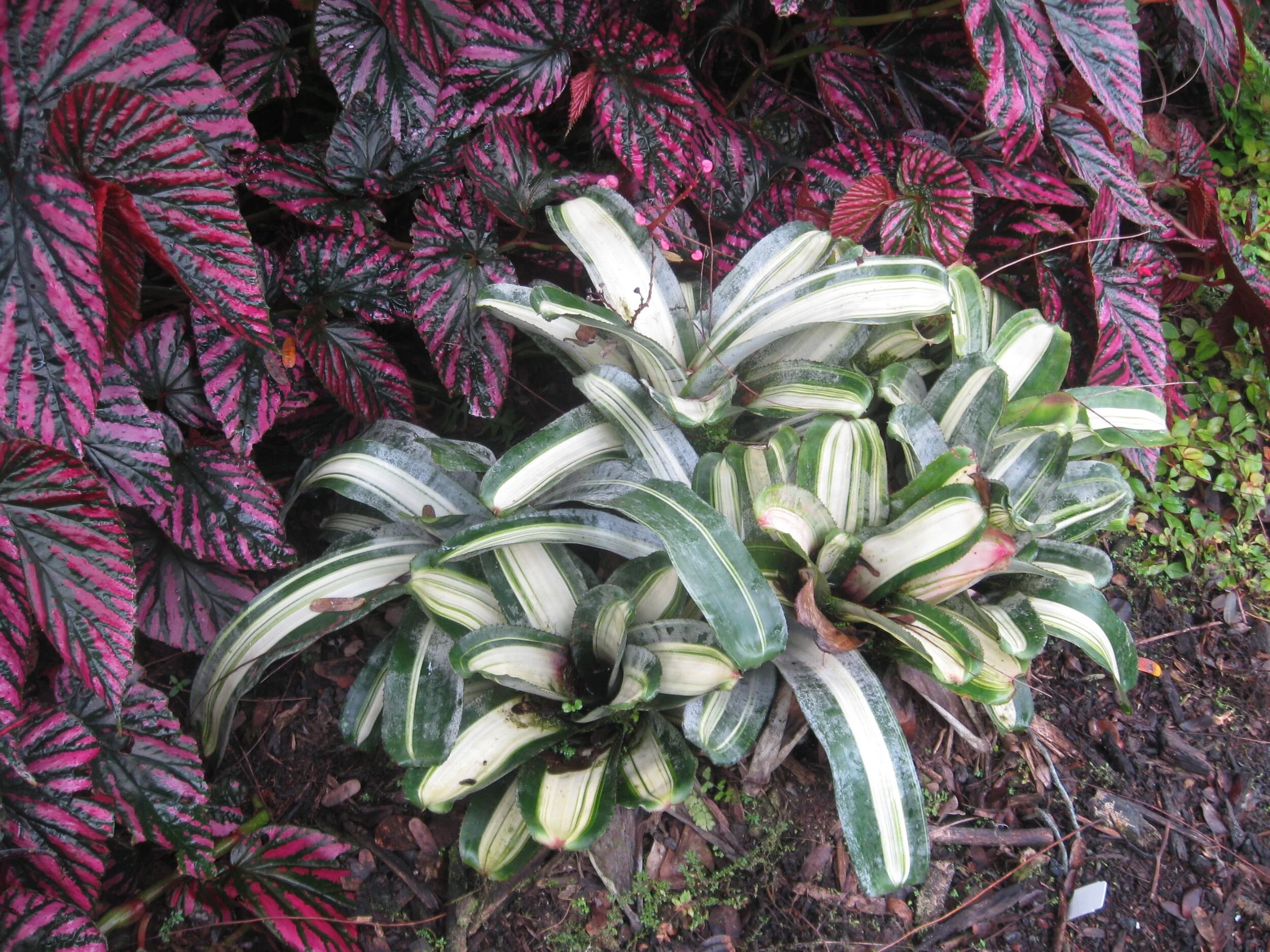 Aechmea fasciata variegata (2).jpg