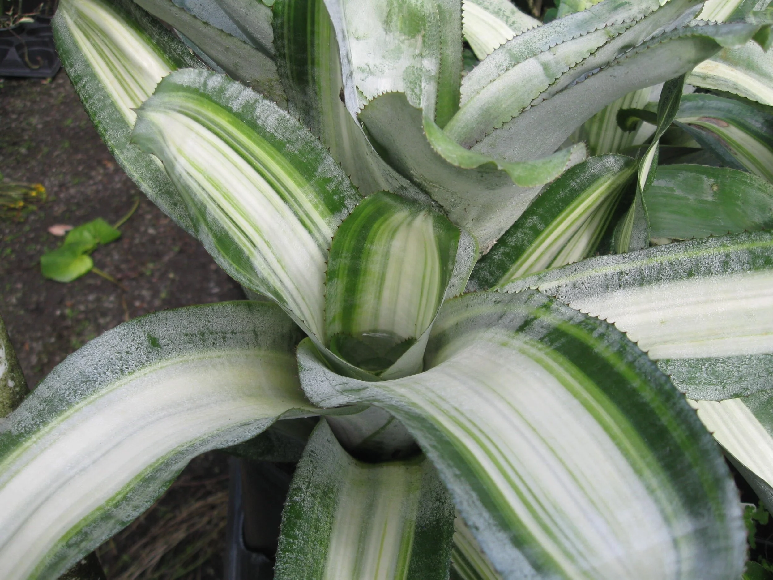 Aechmea fasciata variegata (3).jpg