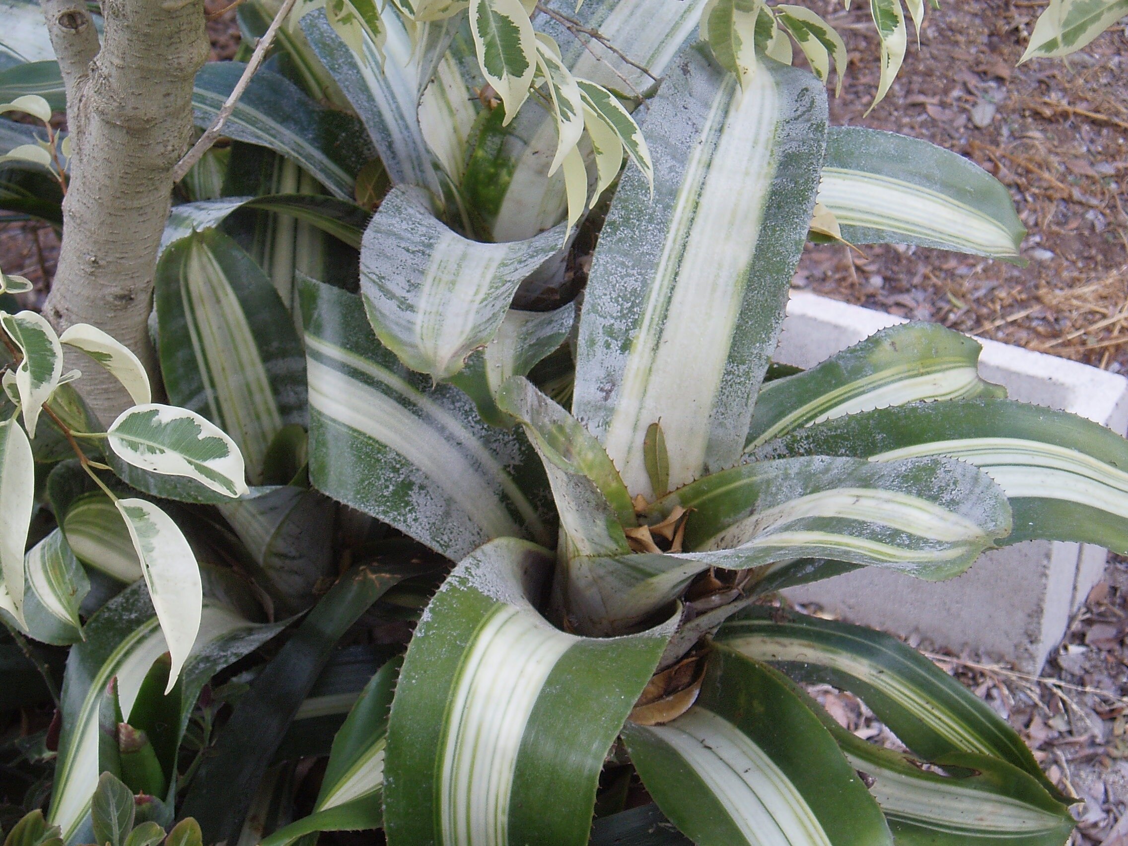 Aechmea fasciata variegata.jpg