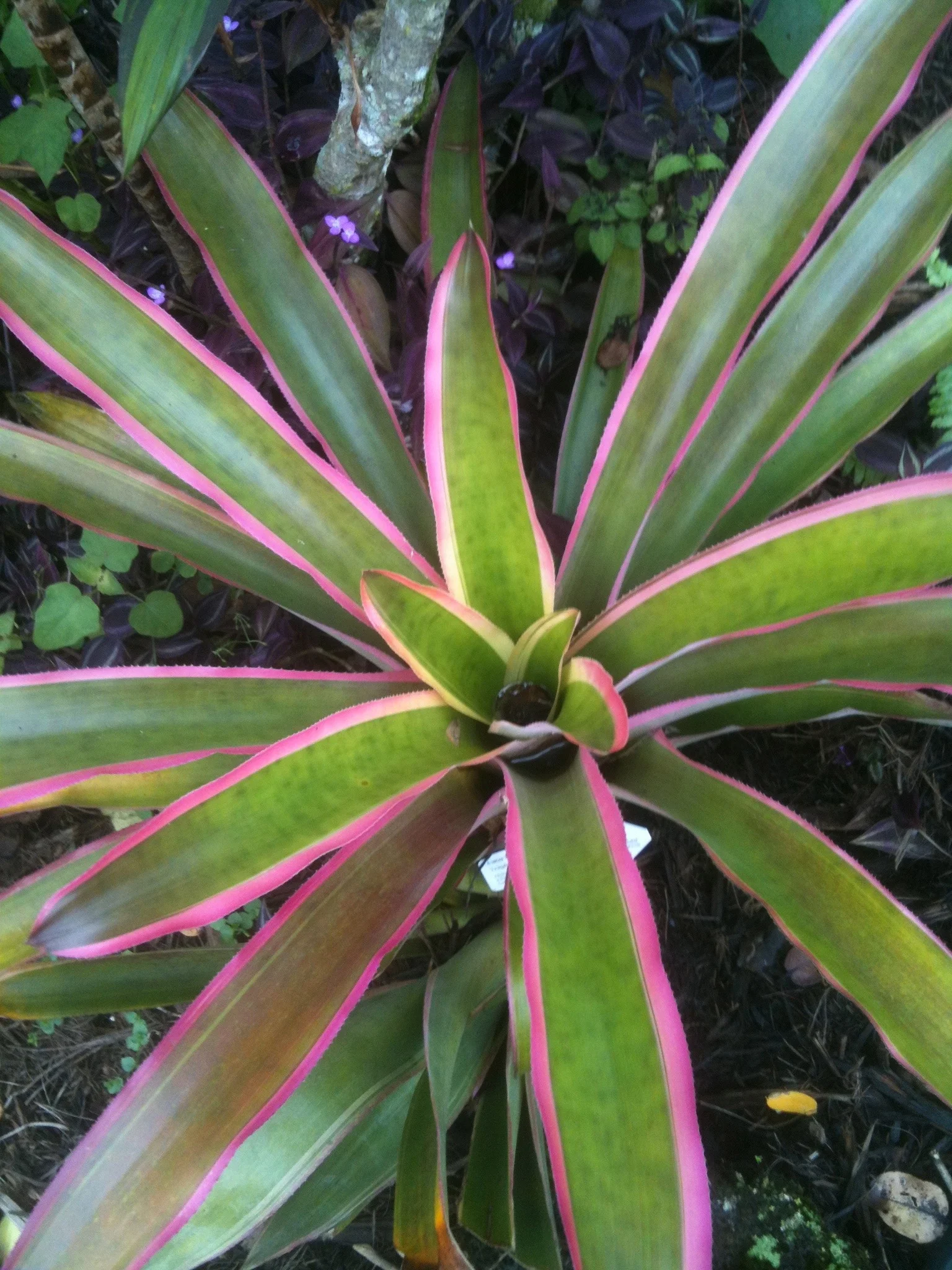 Anamea 'Raspberry Ice'.jpg