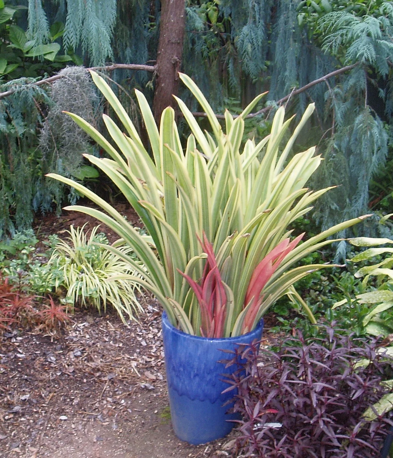 Anamea marginata - Version 2.jpg