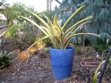 Anamea marginata.jpg
