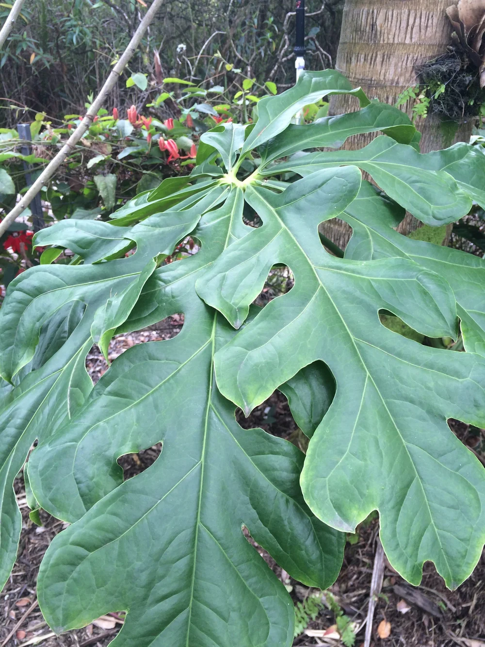 Anthurium clavigerum  Vintage Green Farms with Tom Piergrossi