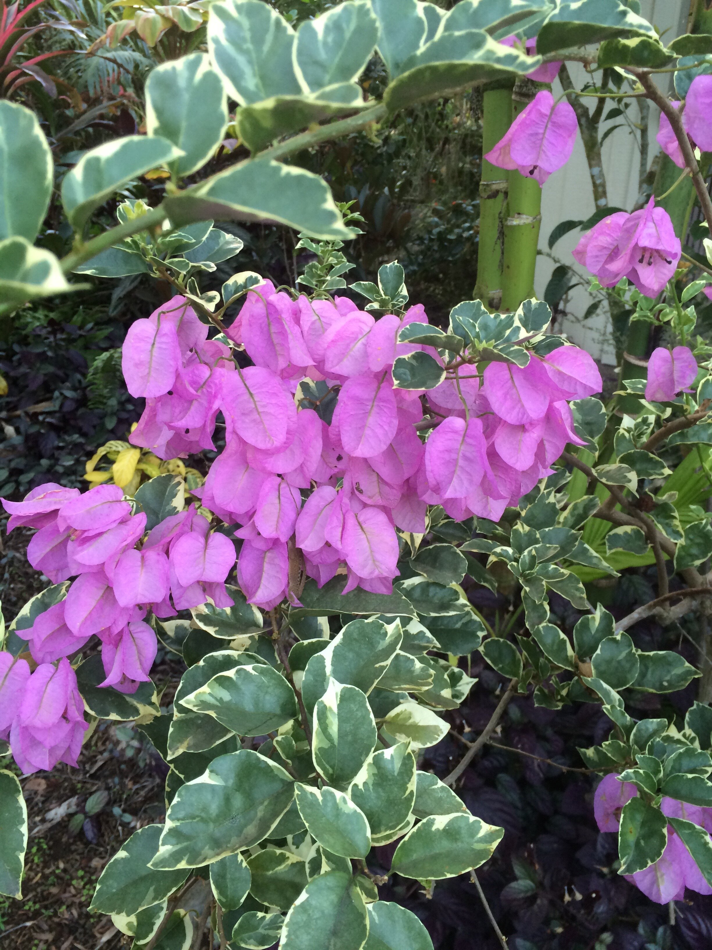 Bougainvillea 'Blueberry Ice' (1).jpg