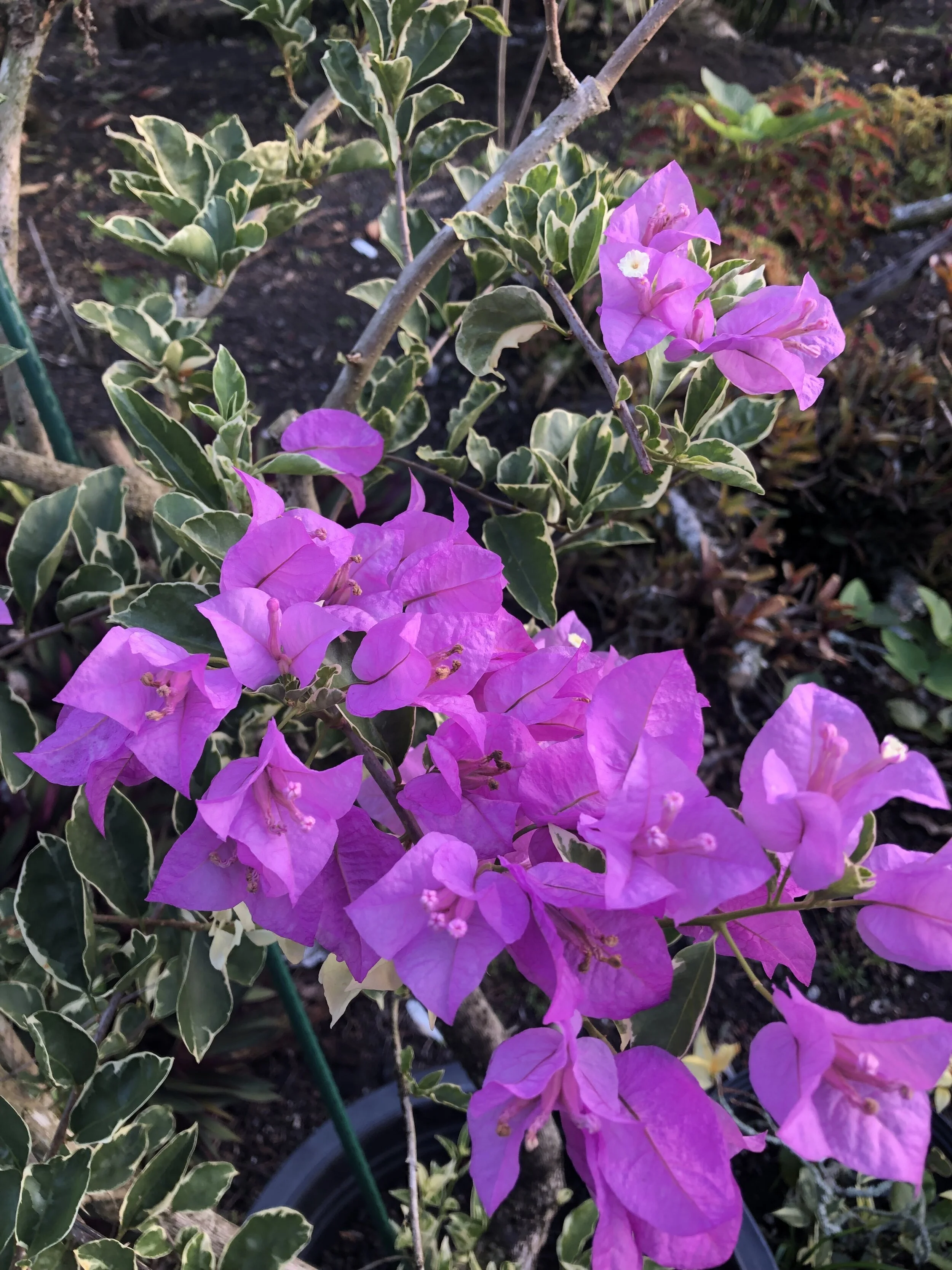 Bougainvillea 'Blueberry Ice' (2).jpg