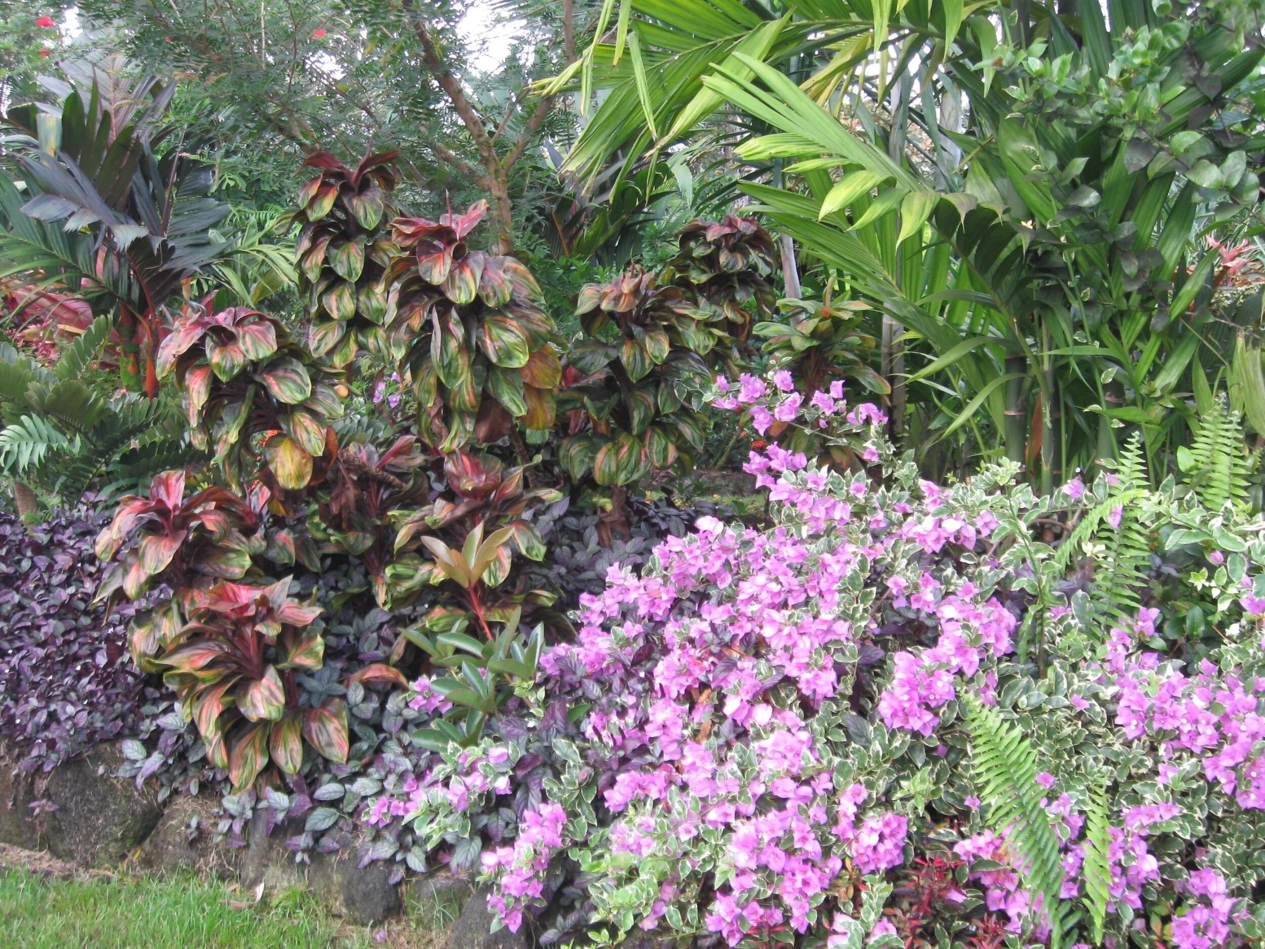 Bougainvillea 'Blueberry Ice'.jpg