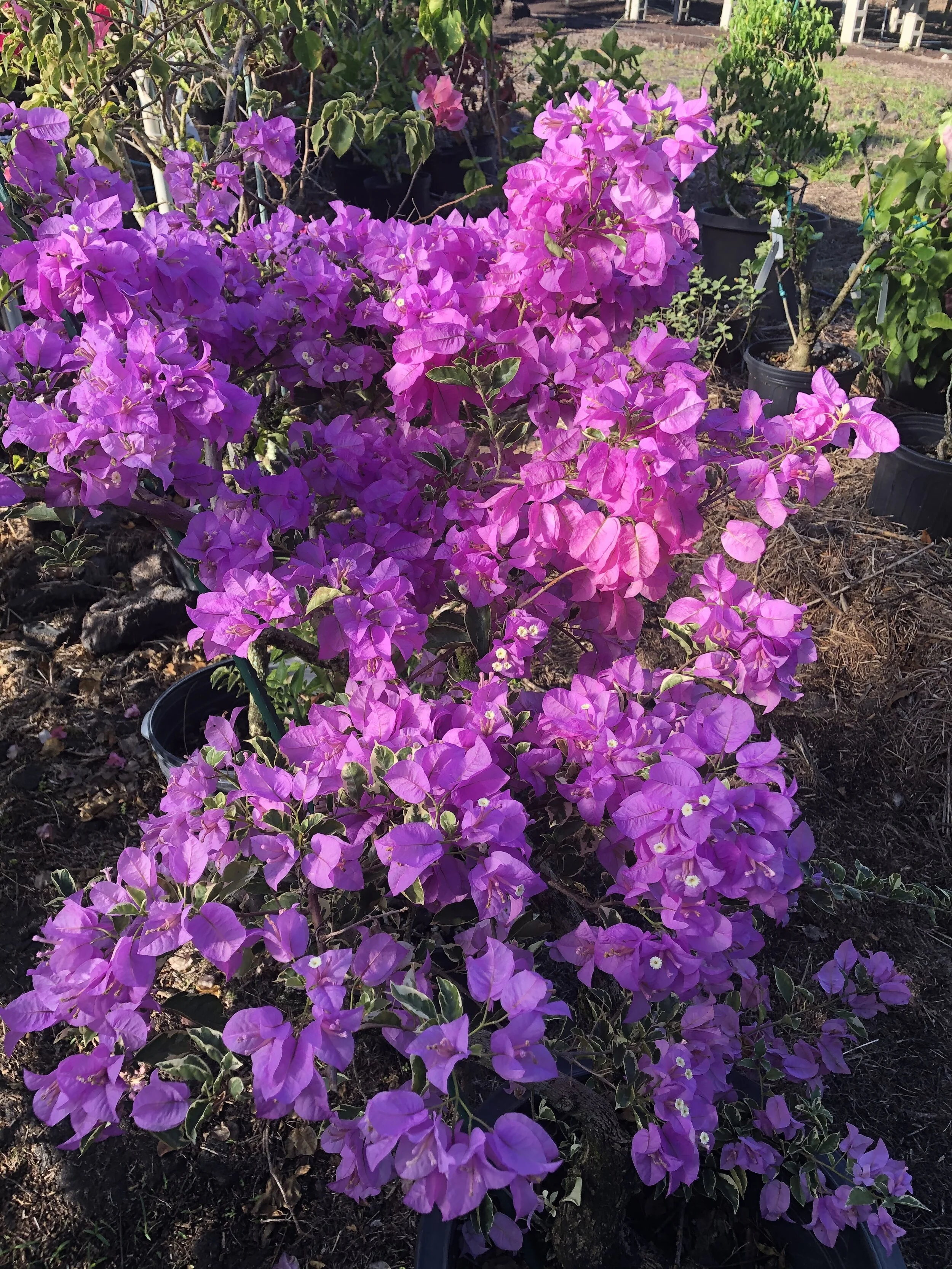 Bougainvillea 'Blueberry Ice' (3).jpg
