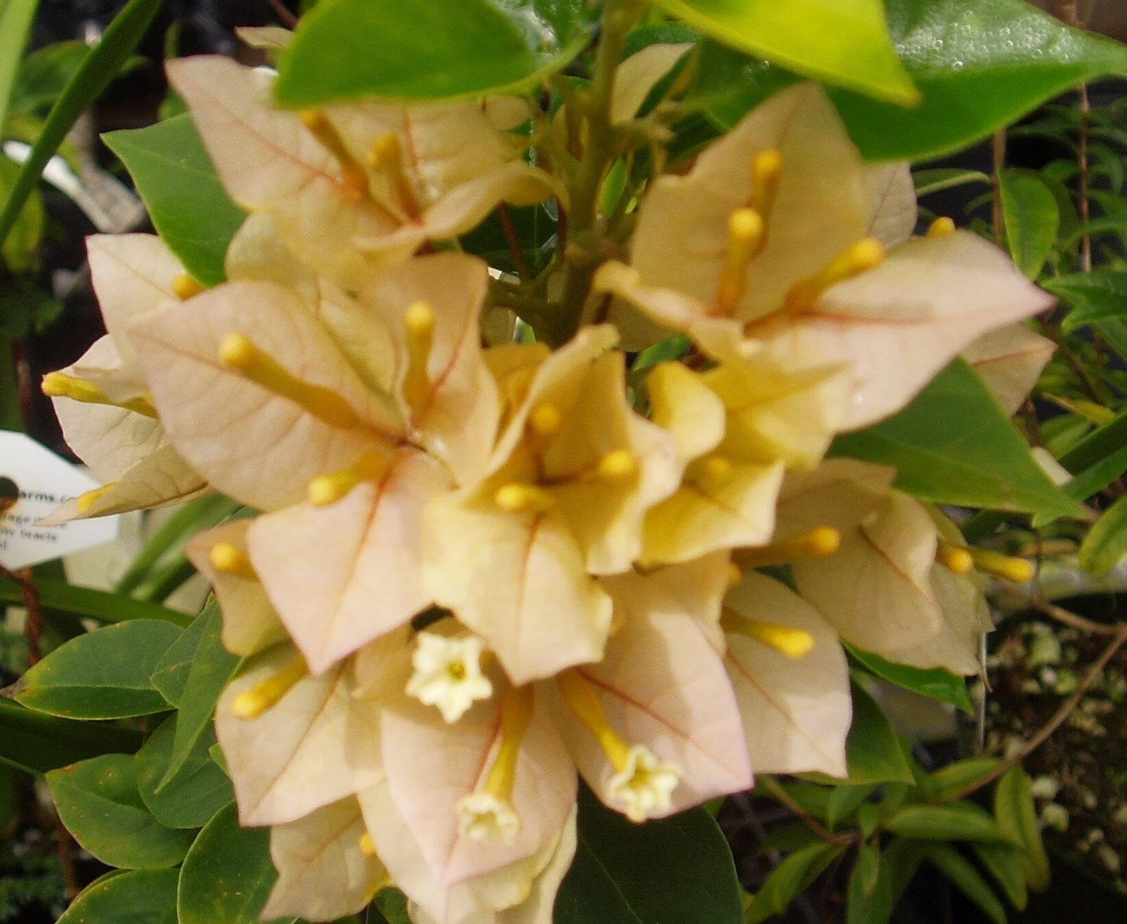 Bougainvillea (Shrub) 'Sunvillea Cream'.jpg