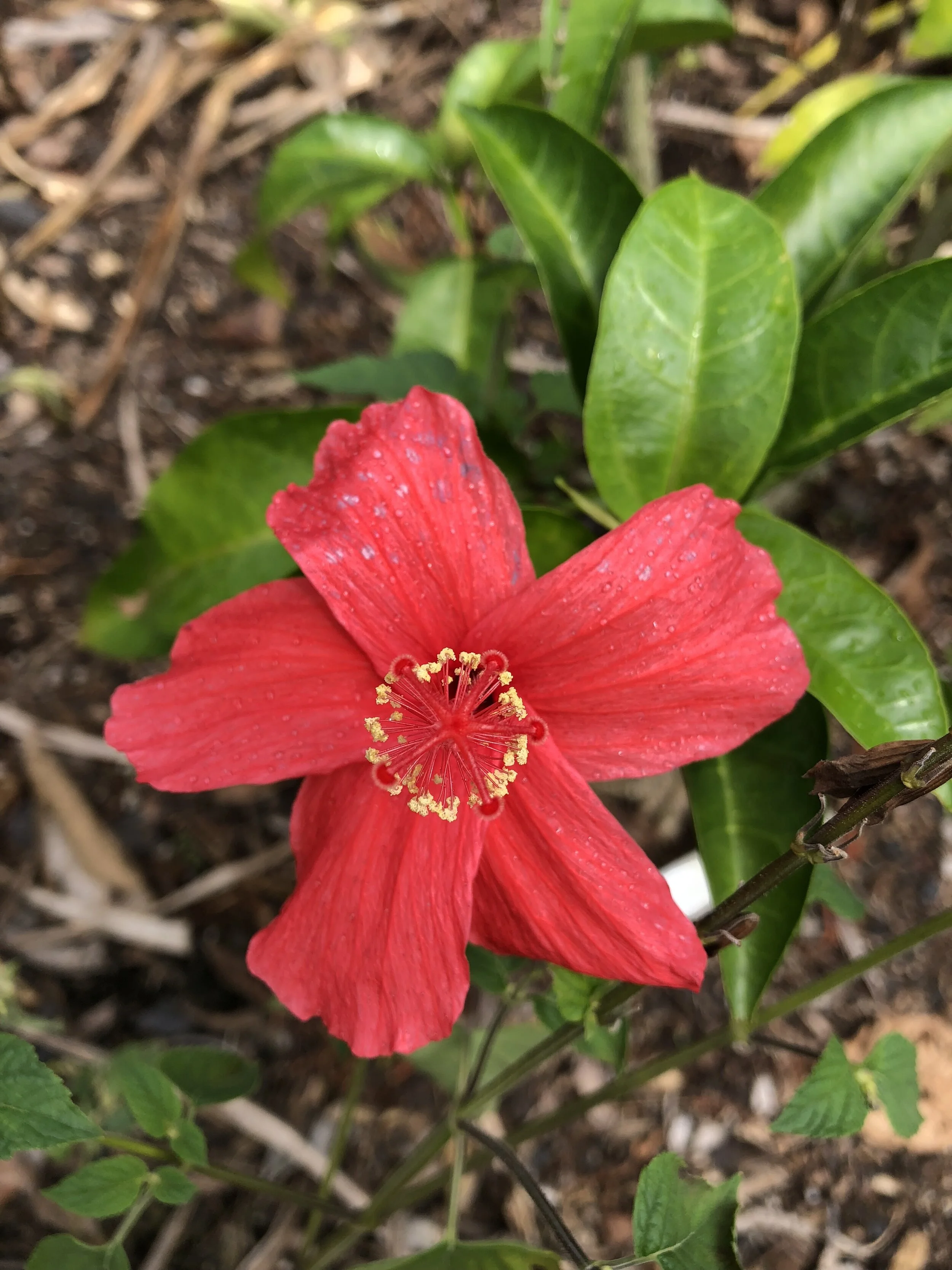 Hibiscus clayi.jpg