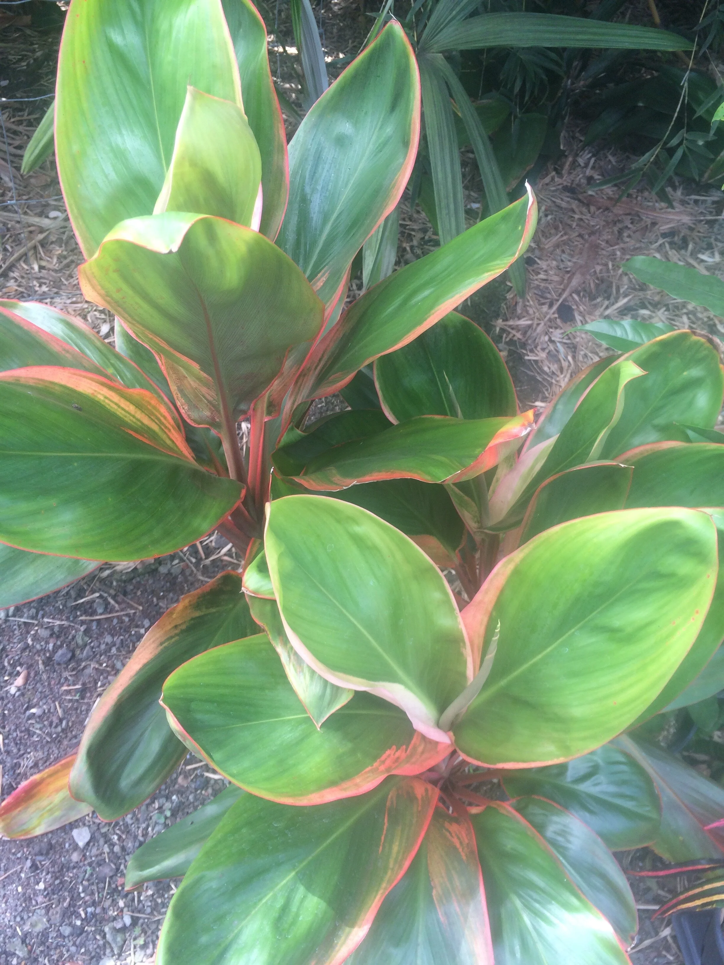 Cordyline terminalis 'Ho'o Malu'.jpg
