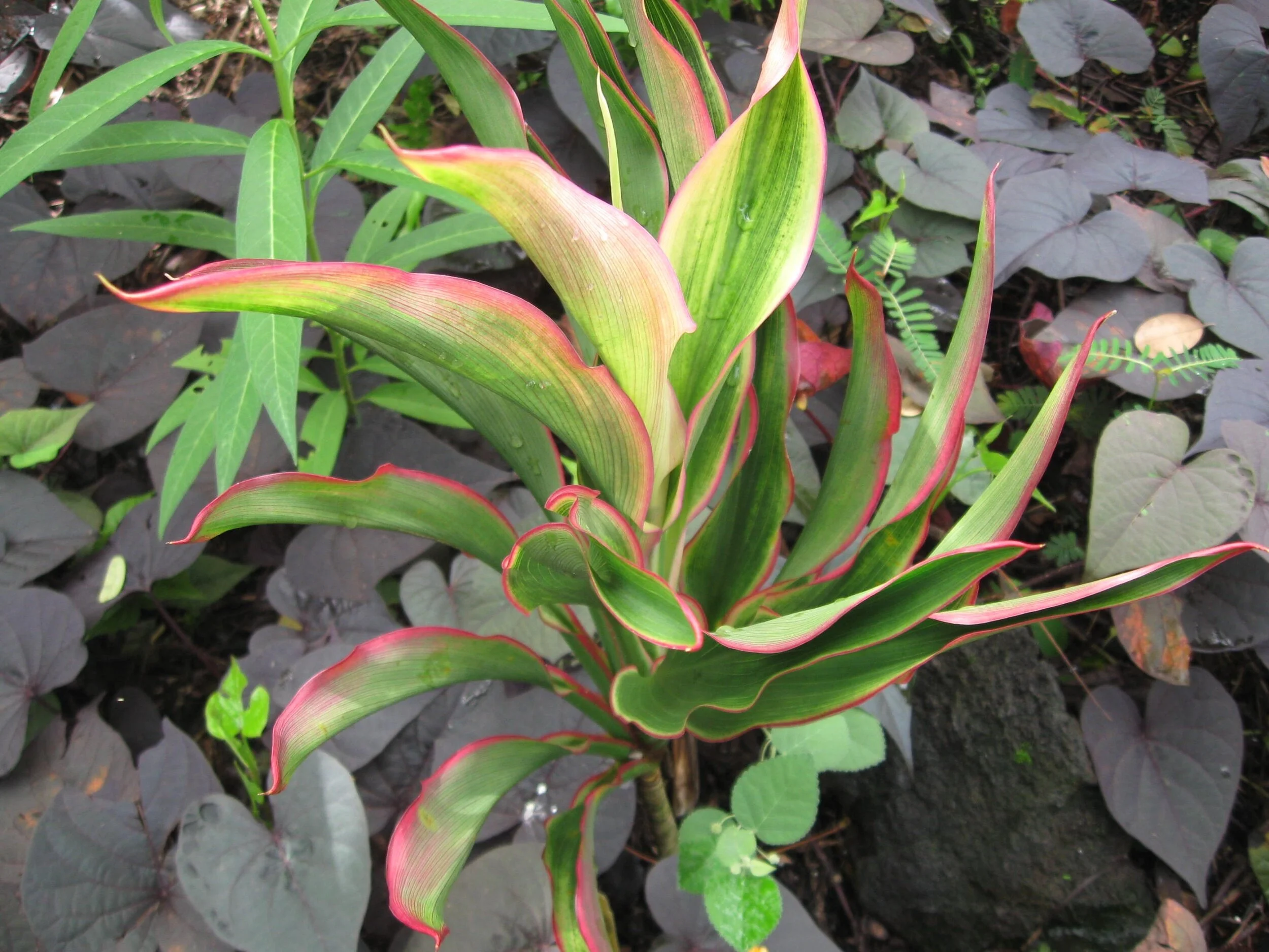 Cordyline terminalis ‘Croton’ (2).jpg