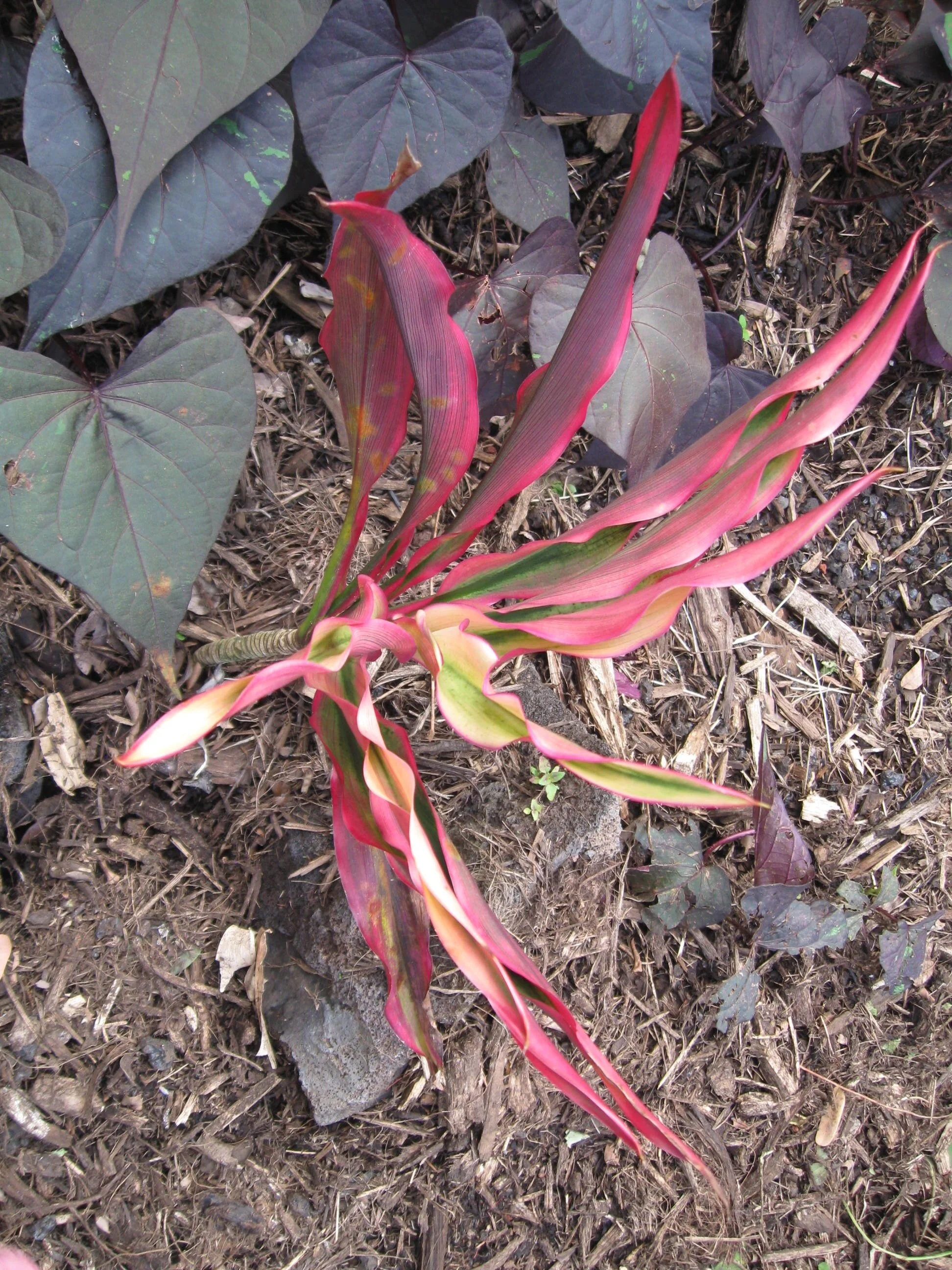 Cordyline terminalis ‘Croton’.jpg