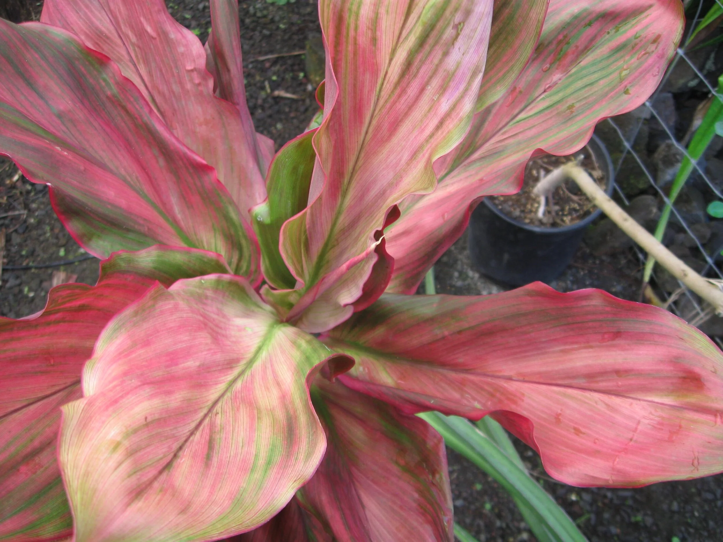 Cordyline terminalis 'Dr. Brown'.jpg