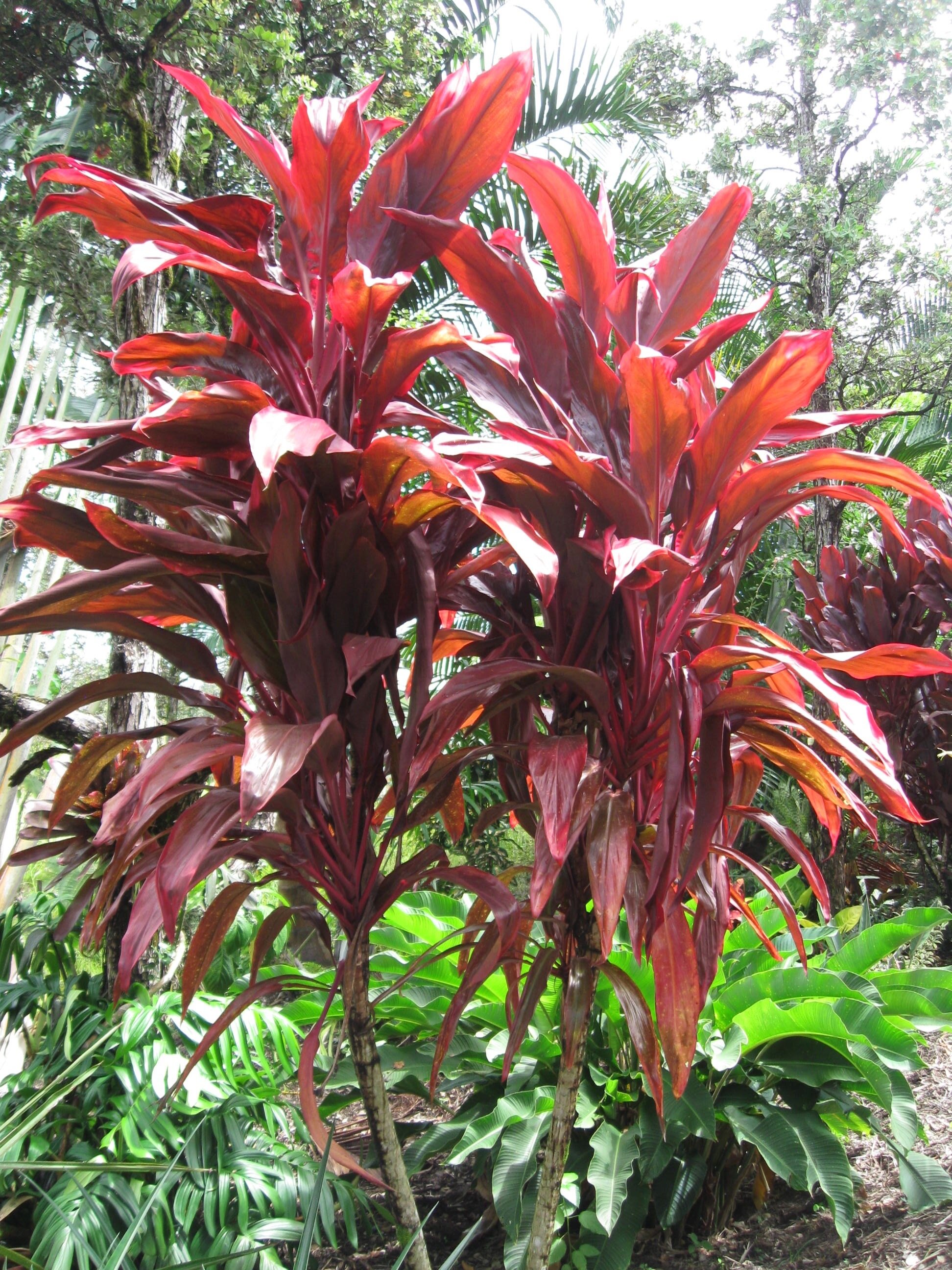 Cordyline terminalis 'Queen Emma' — Vintage Green Farms with Tom Piergrossi