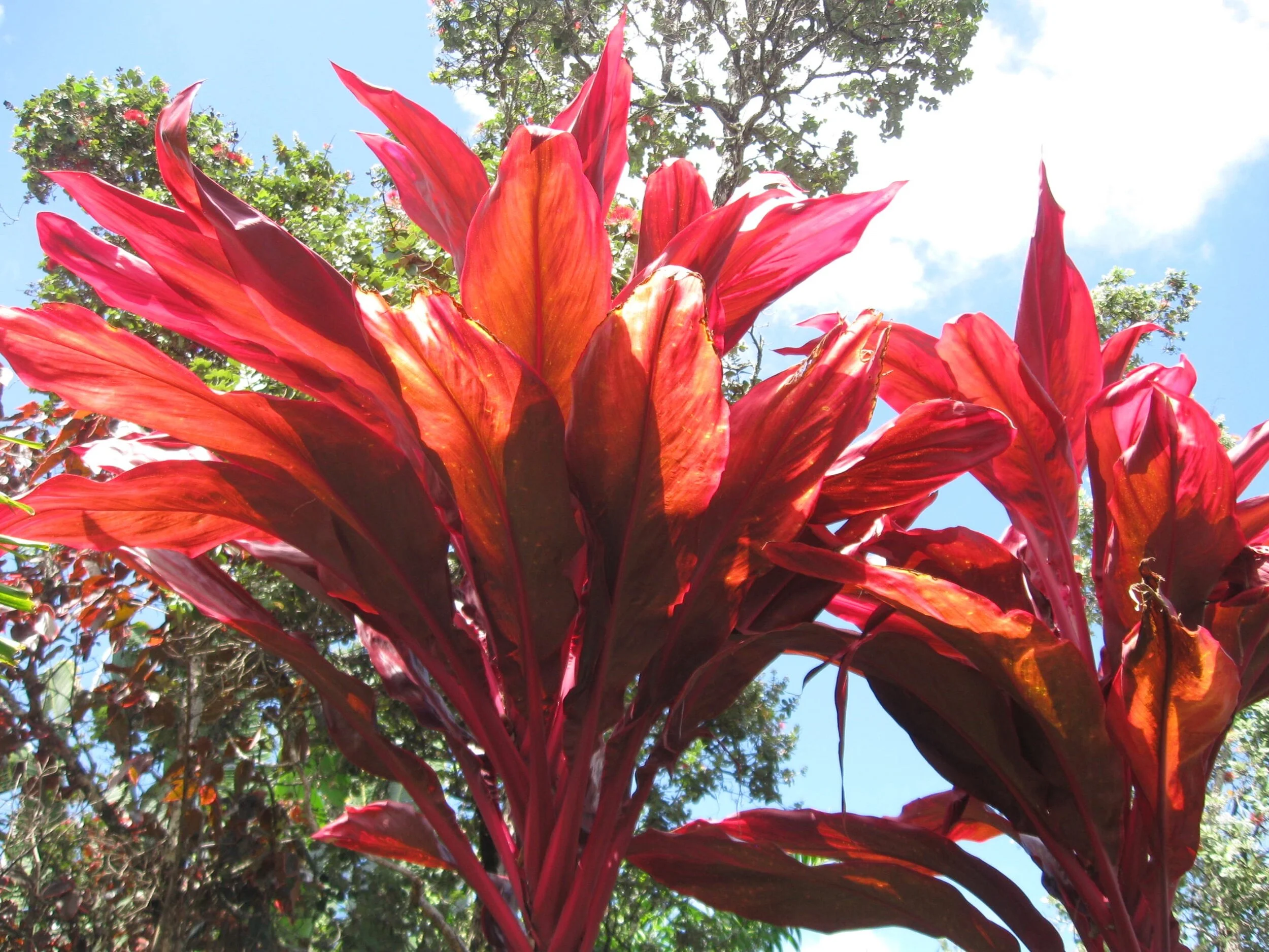 Cordyline terminalis 'Queen Emma'.jpg