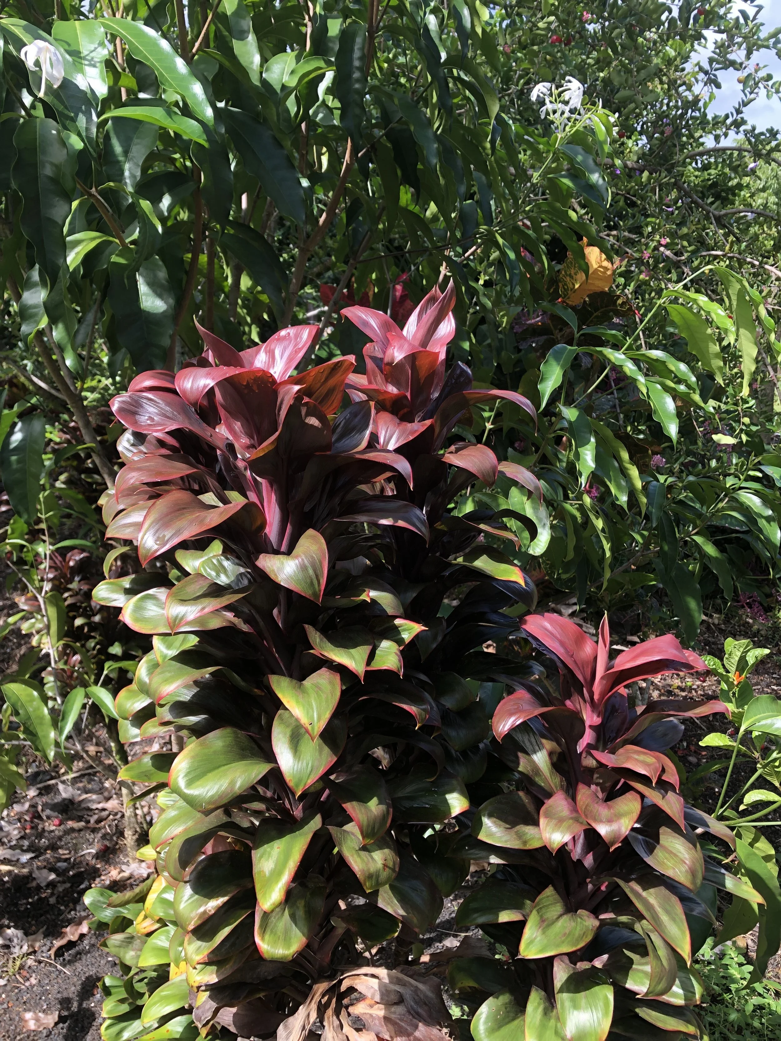Cordyline terminalis ‘Tempest’.jpg