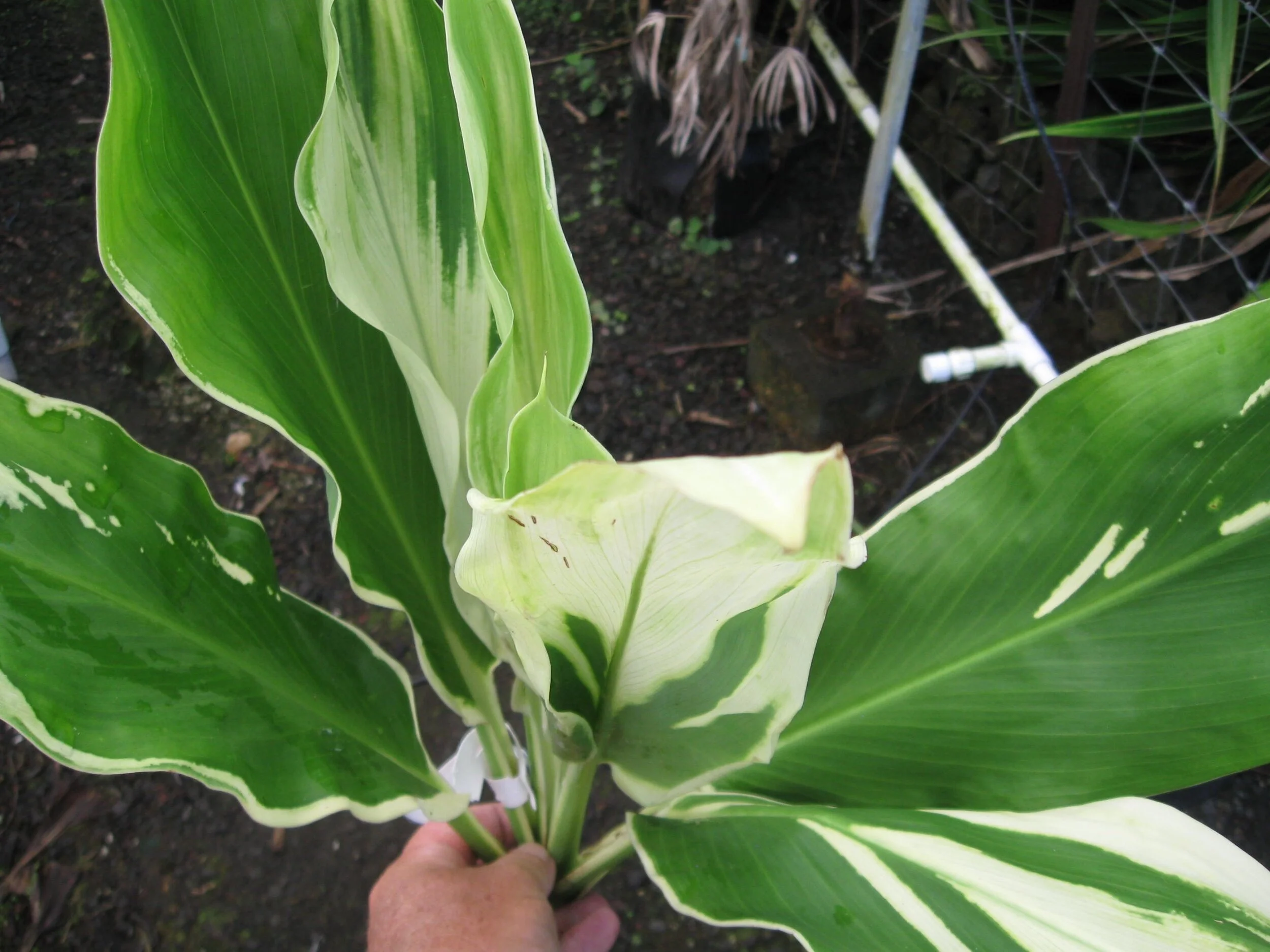 Cordyline terminalis 'White Night'.jpg