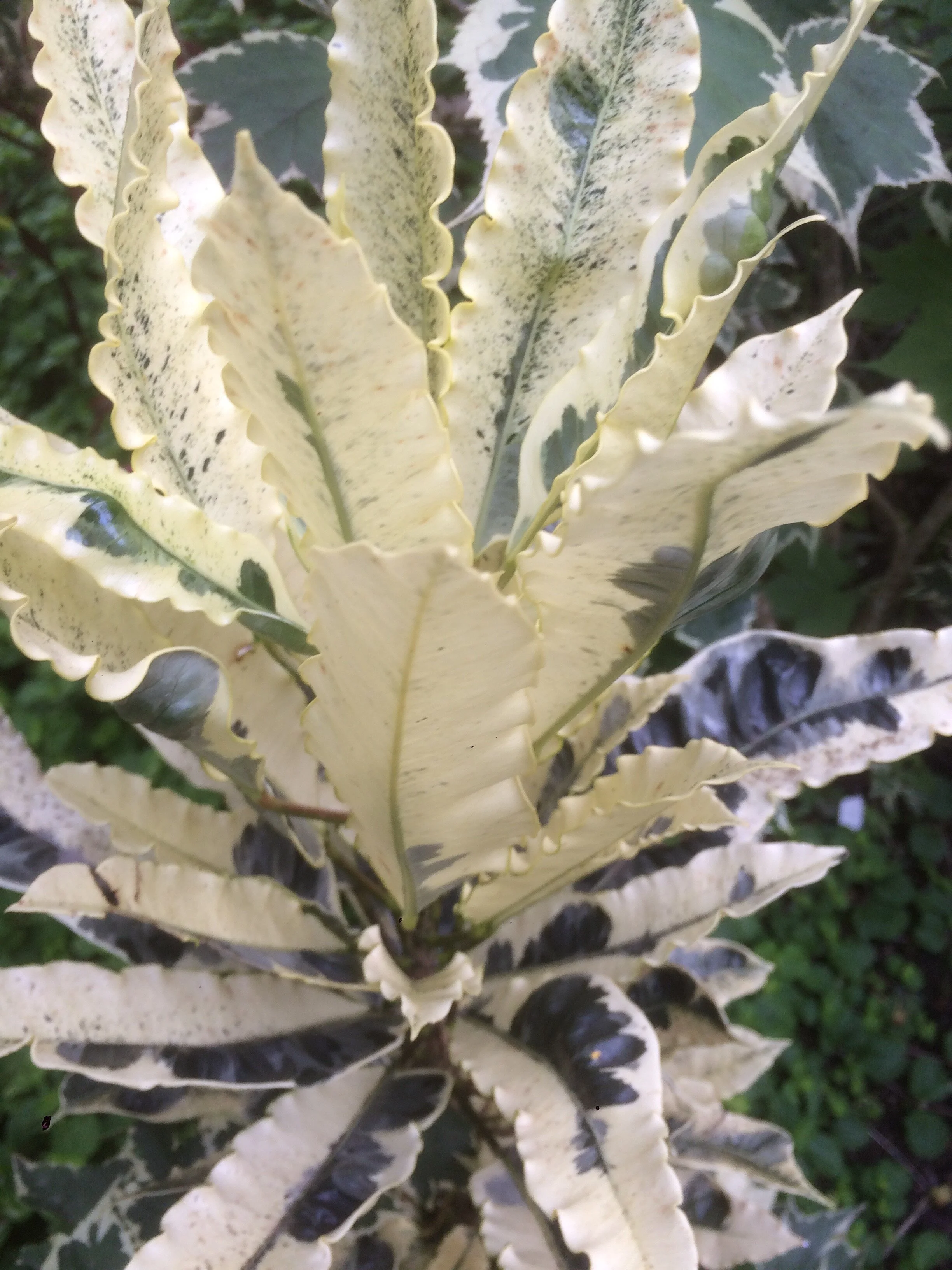 Codiaeum 'Andrew' (cream) (1).jpg