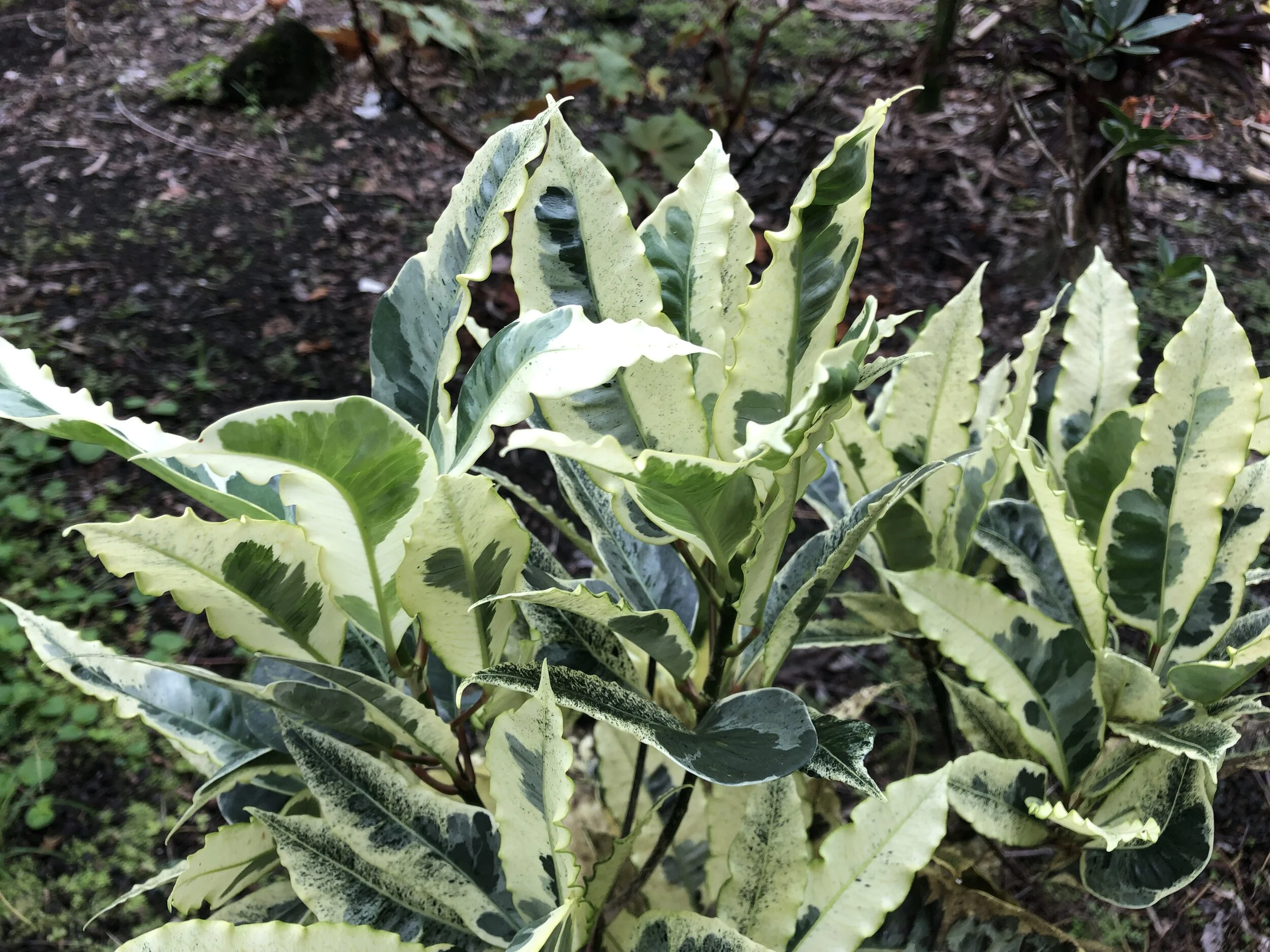 Codiaeum 'Andrew' (cream) (2).jpg