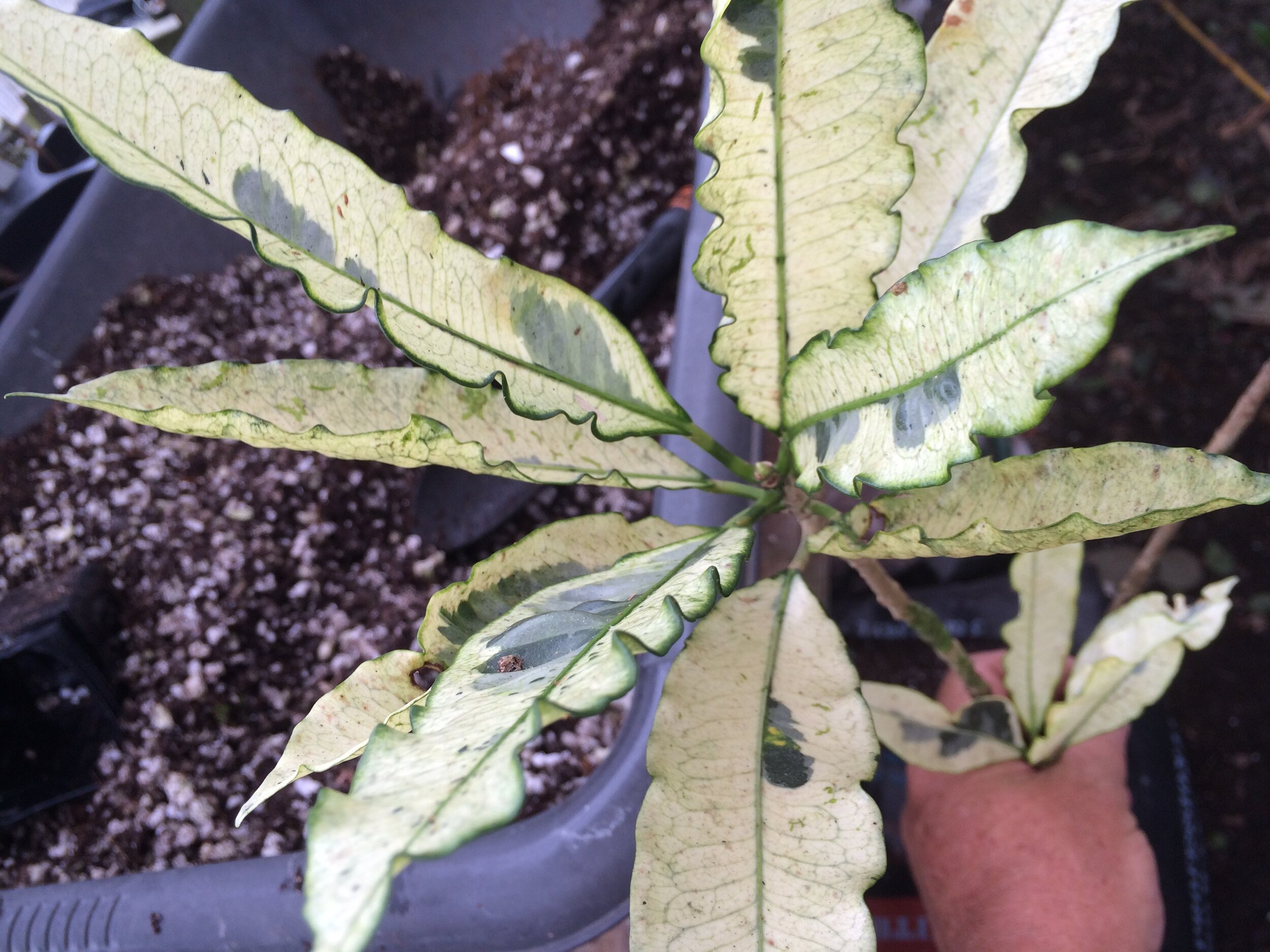 Codiaeum 'Andrew' (cream).jpg