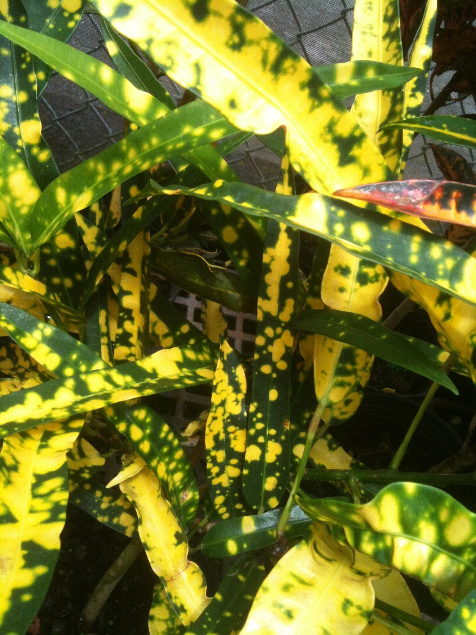 Codiaeum 'Elenor Roosevelt' croton.jpg