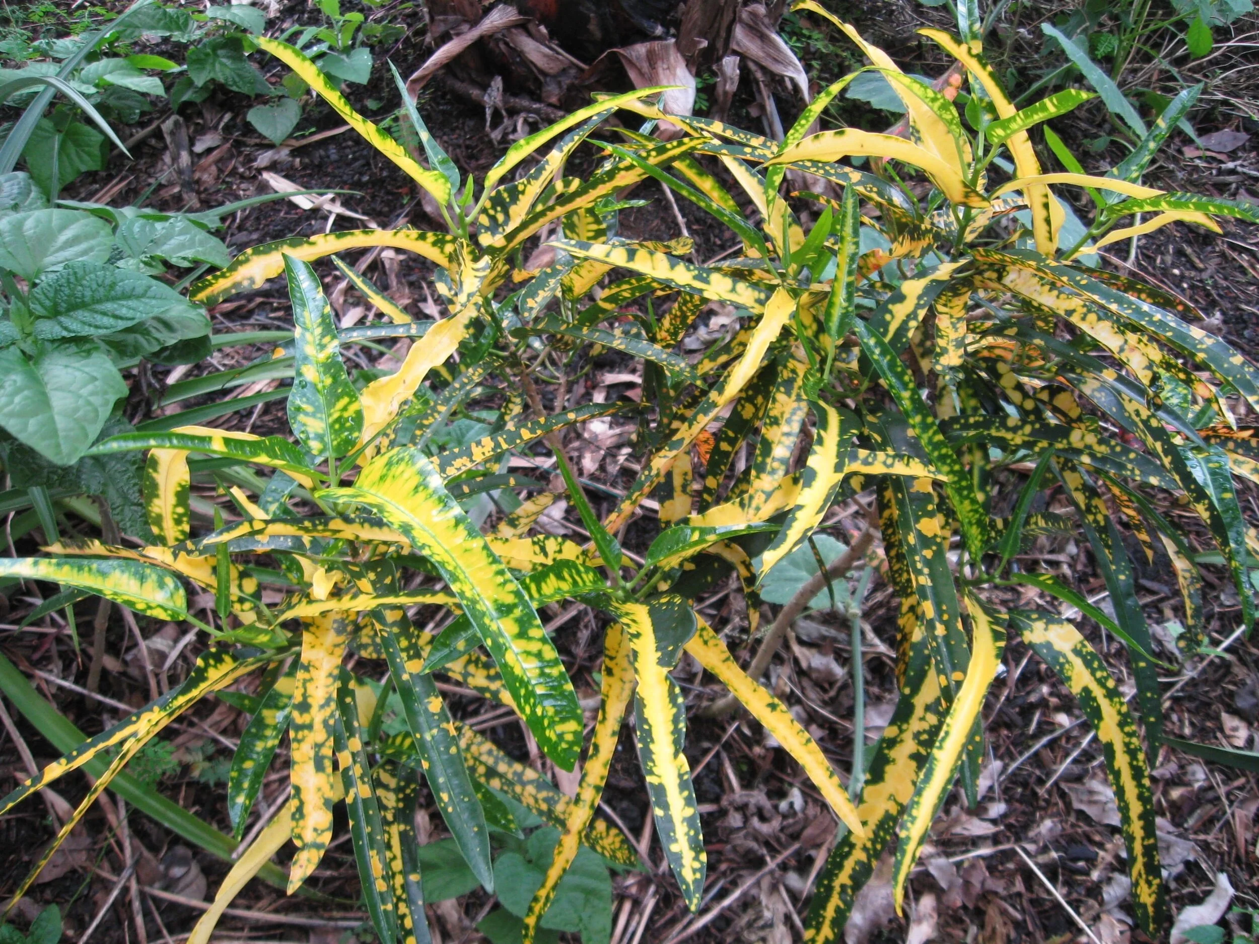 Codiaeum 'Elenor Roosevelt'.jpg
