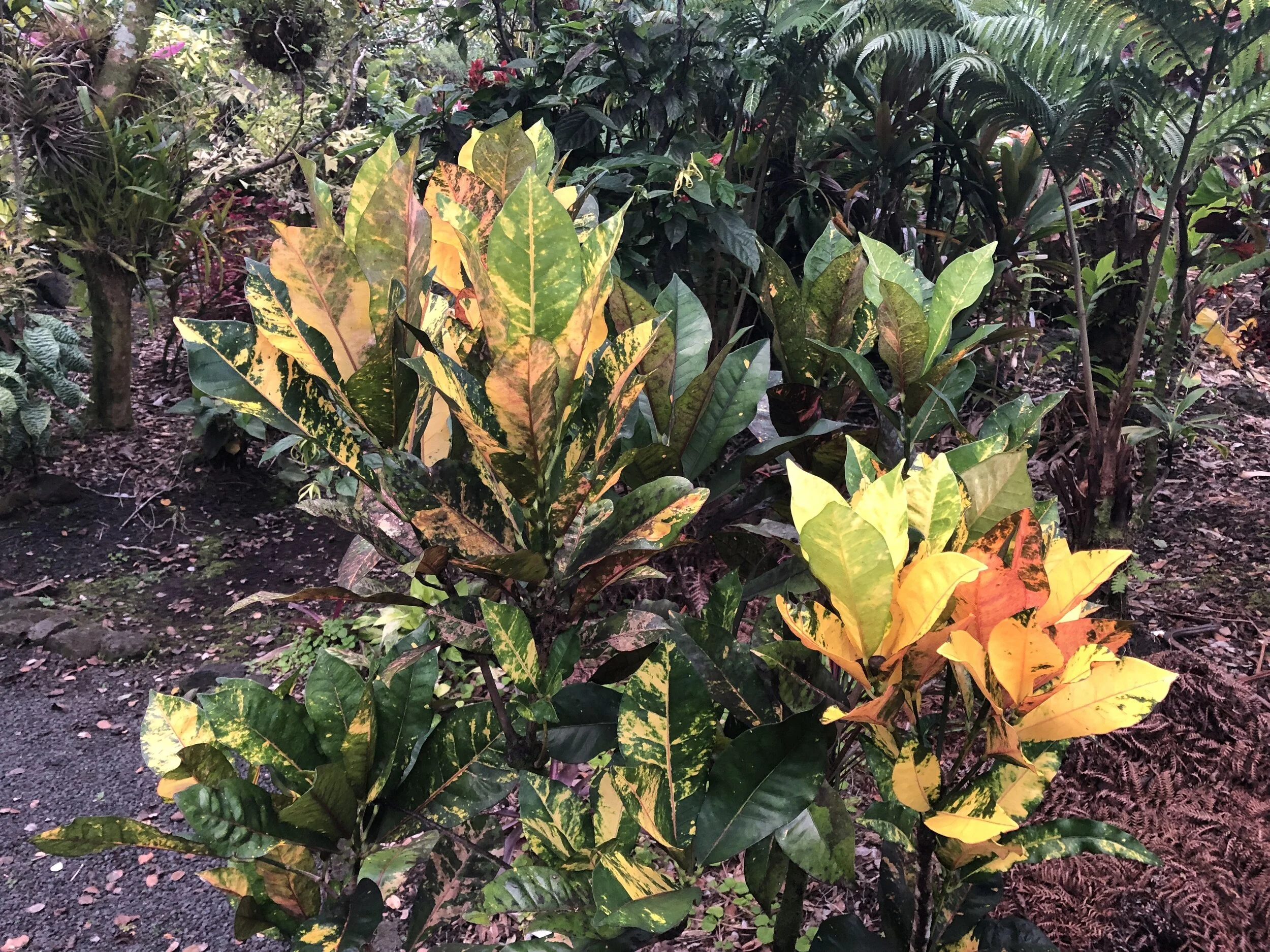 Codiaeum 'Major Dade' (1).jpg