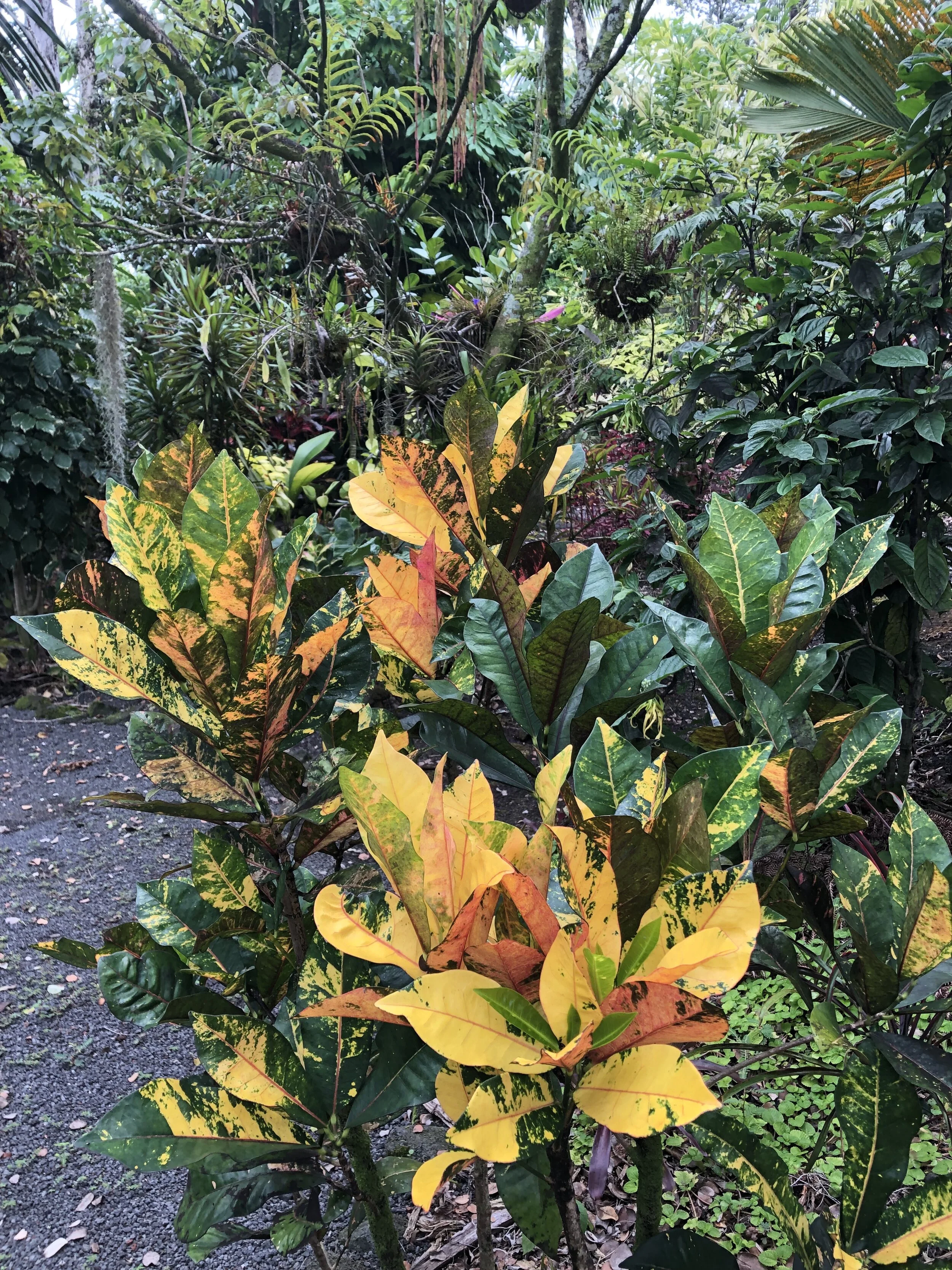 Codiaeum 'Major Dade' (2).jpg