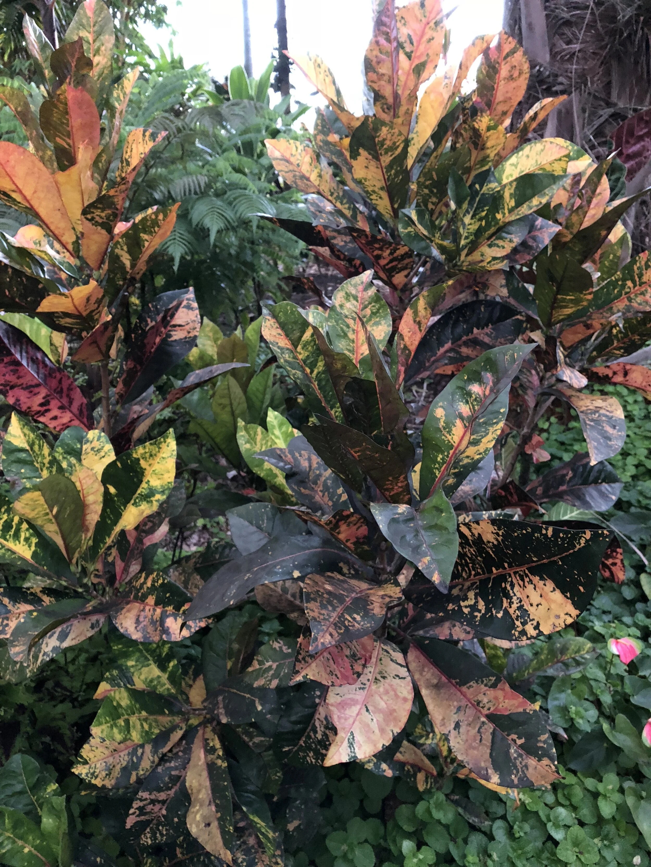Codiaeum 'Major Dade'.jpg
