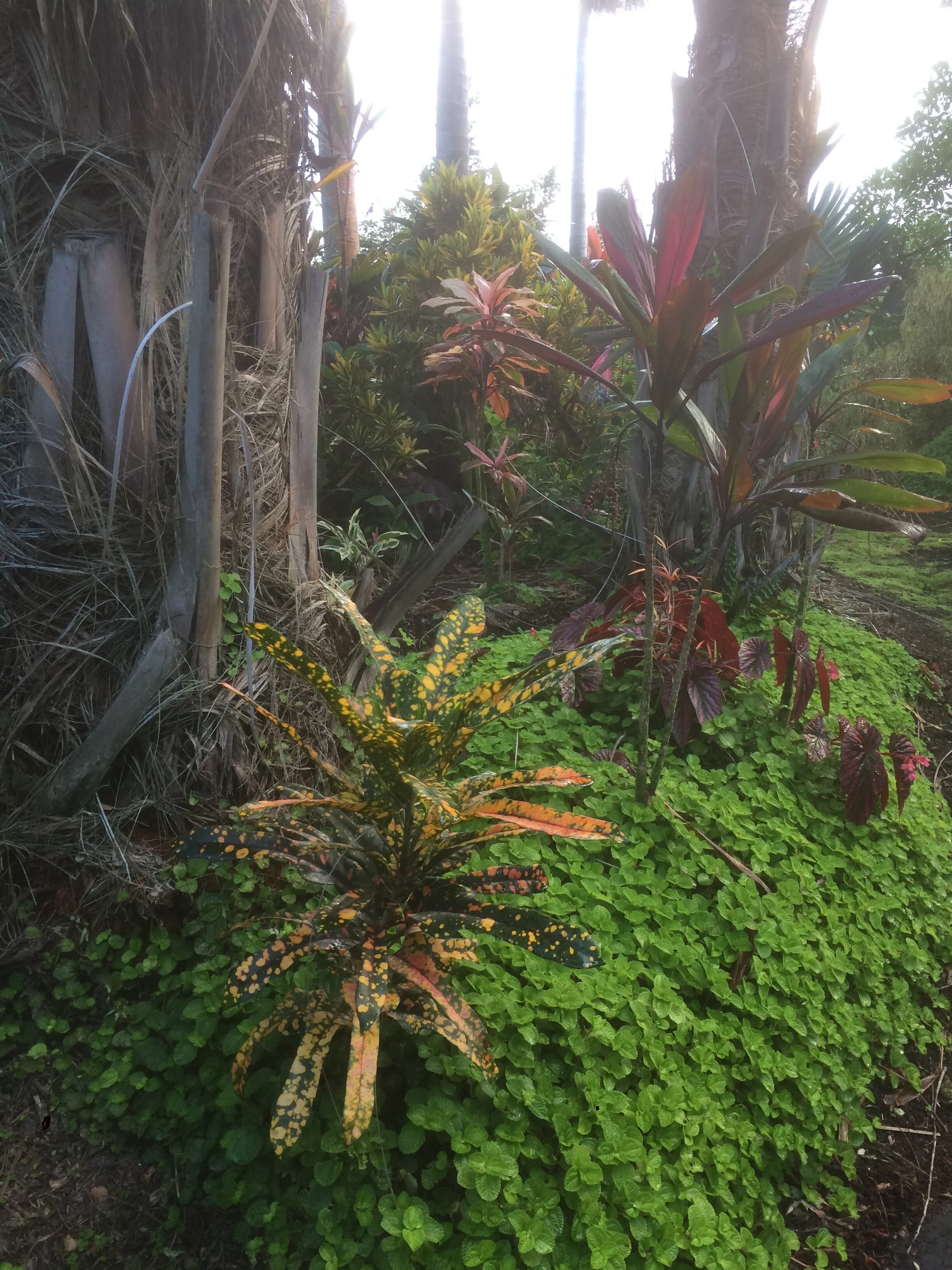 Codiaeum 'Tiger Eye' (1).jpg